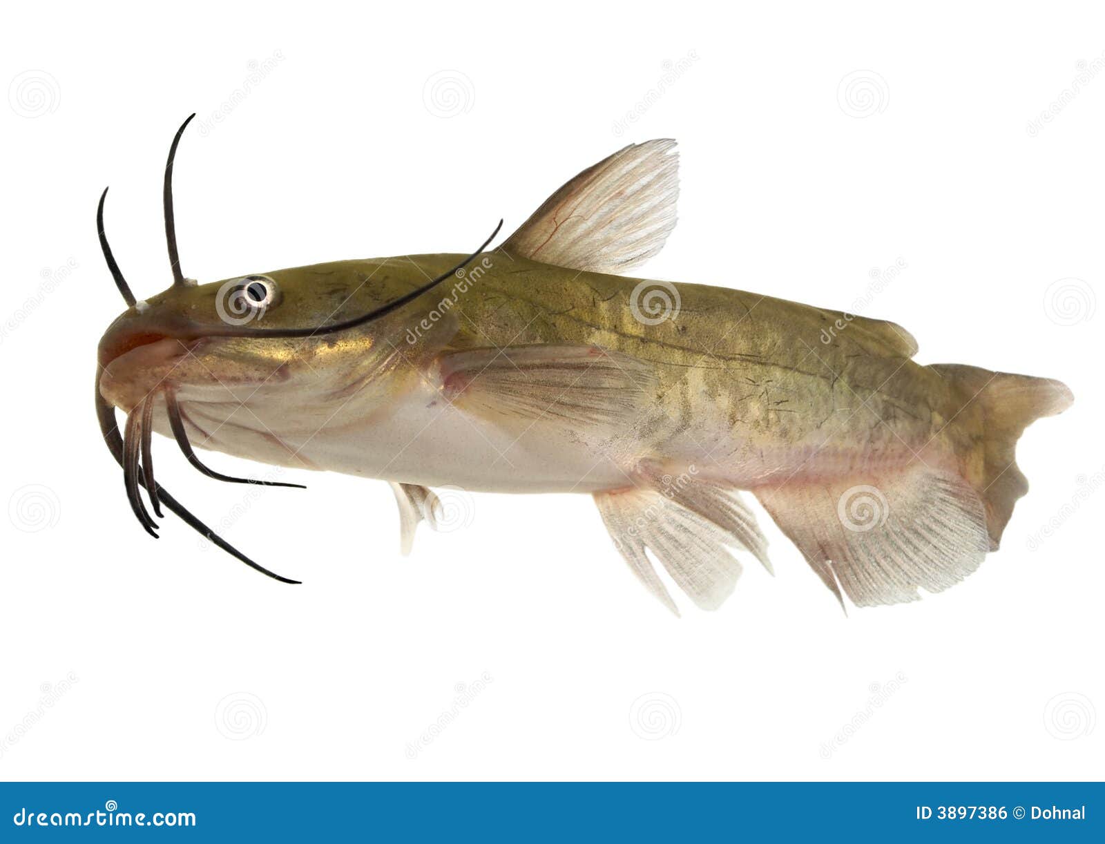 Brown bullhead Isolated stock photo. Image of beard 3897386