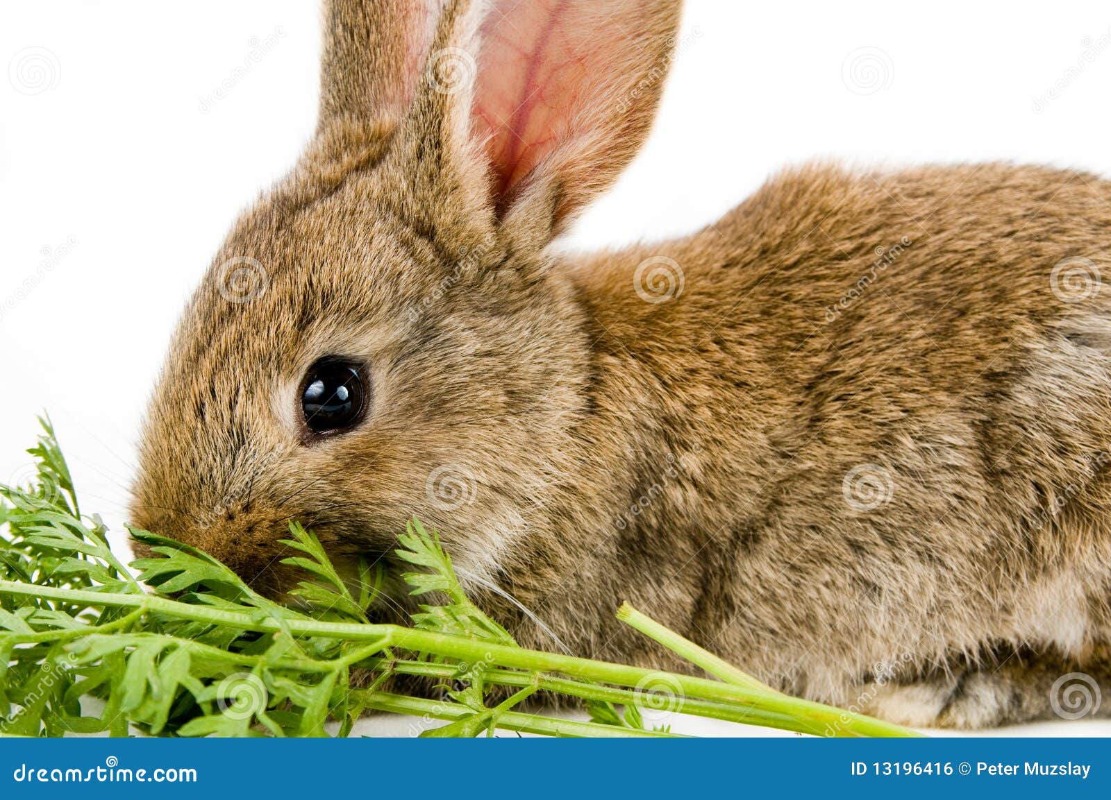 Brown Bunny
