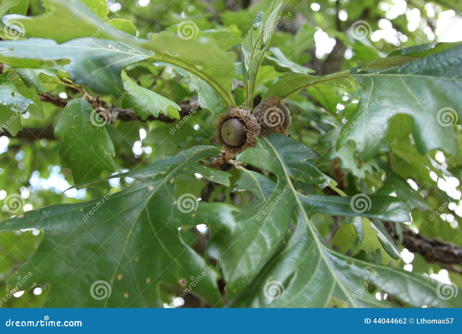 brown bur oak acorns on the tree