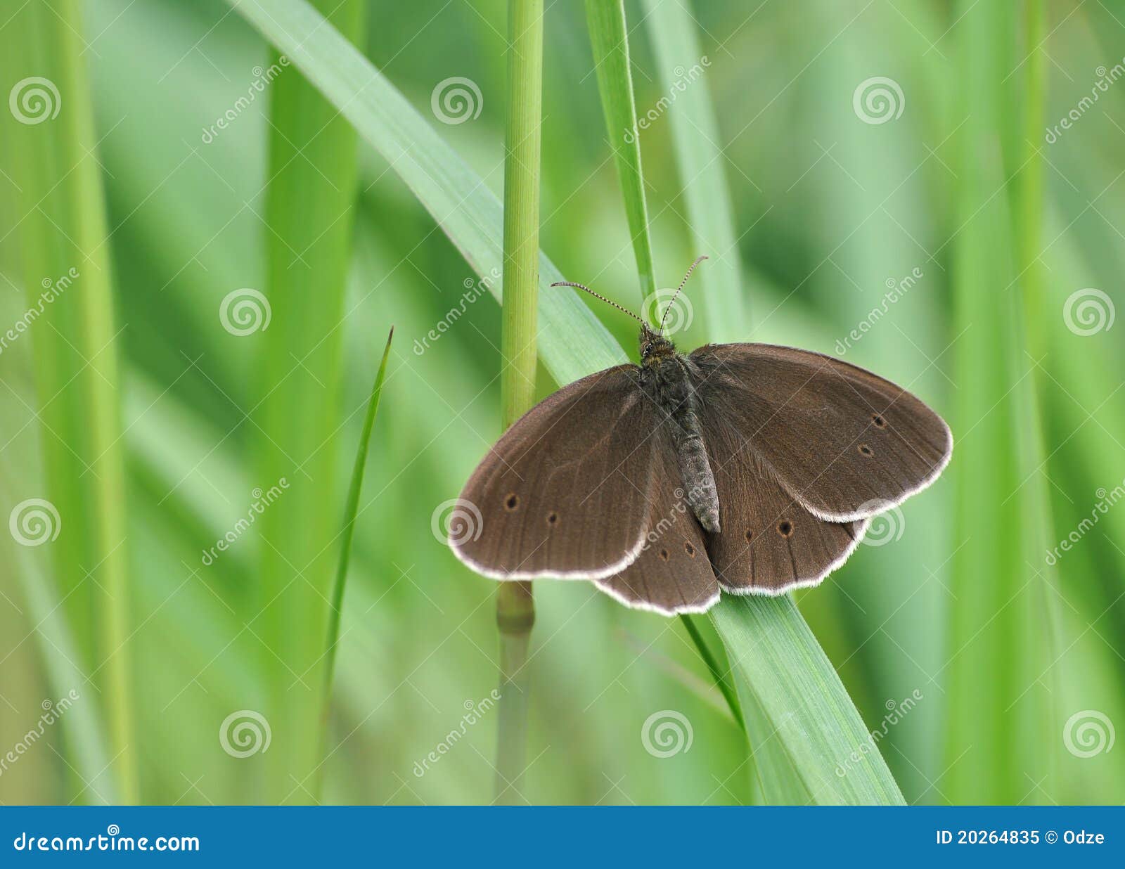 Brown butterfly stock image. Image of wings, summer, macro 20264835