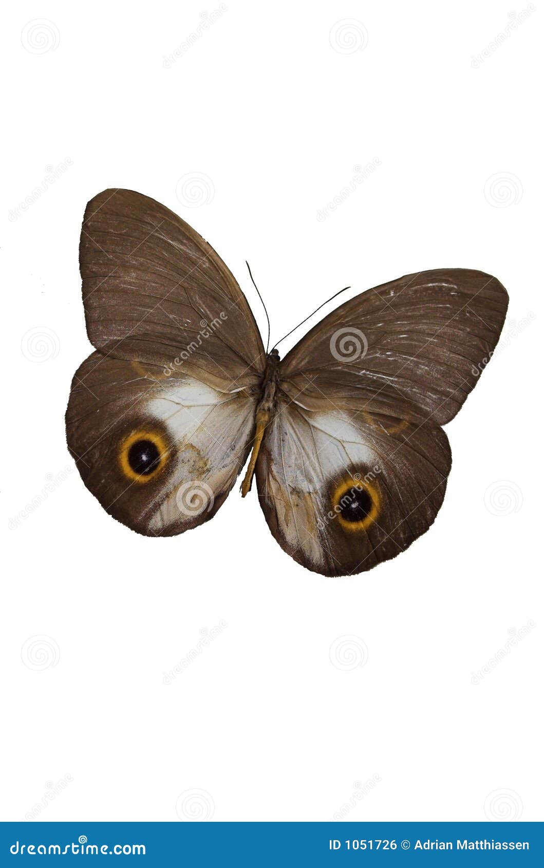Brown Butterfly Flying Isolated On White Background, Clipping Path