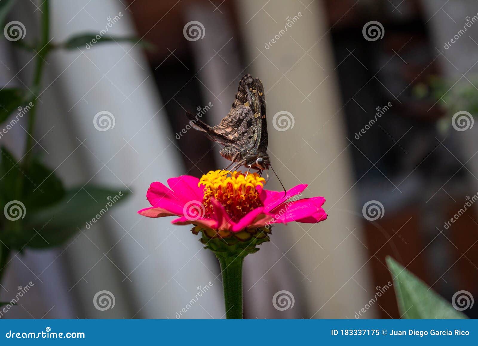 brown butterfly in front position drinking nectar from the flower zapato de obispo