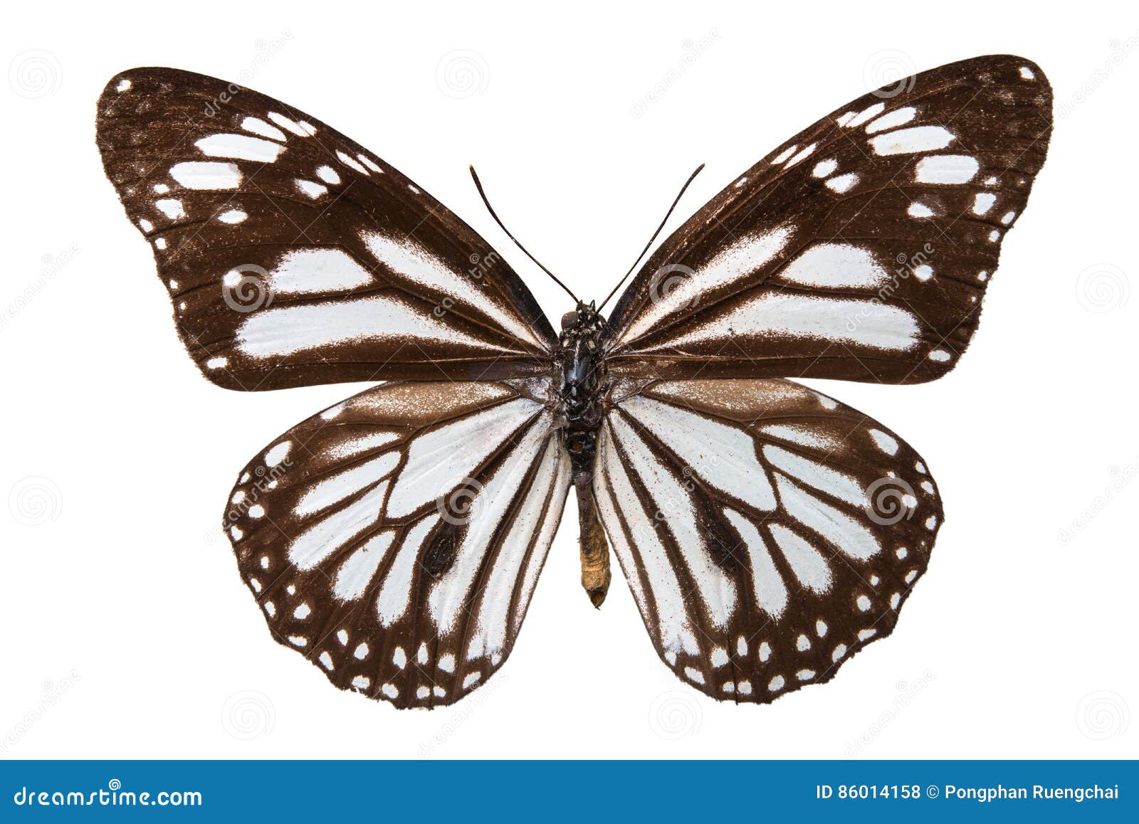 Brown butterfly stock photo. Image of isolated, insect 86014158