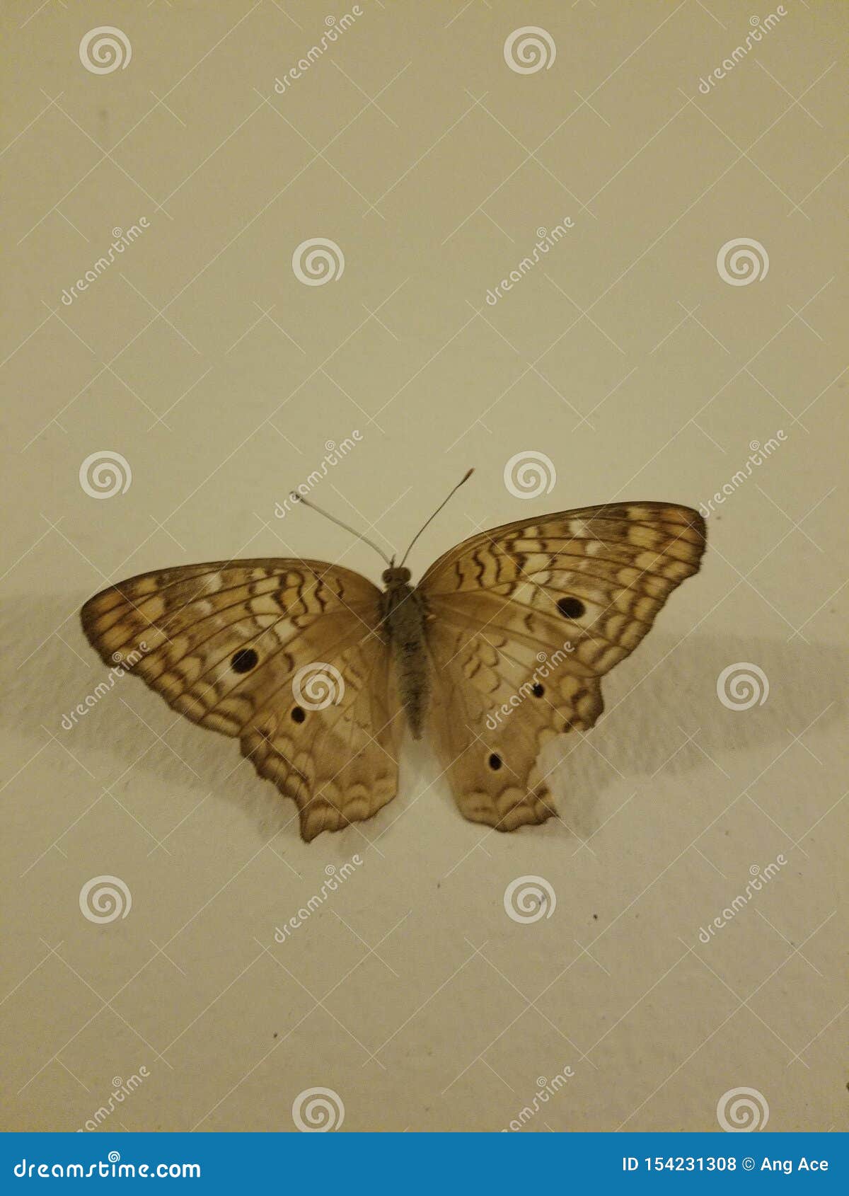 brown butterfly on the wall