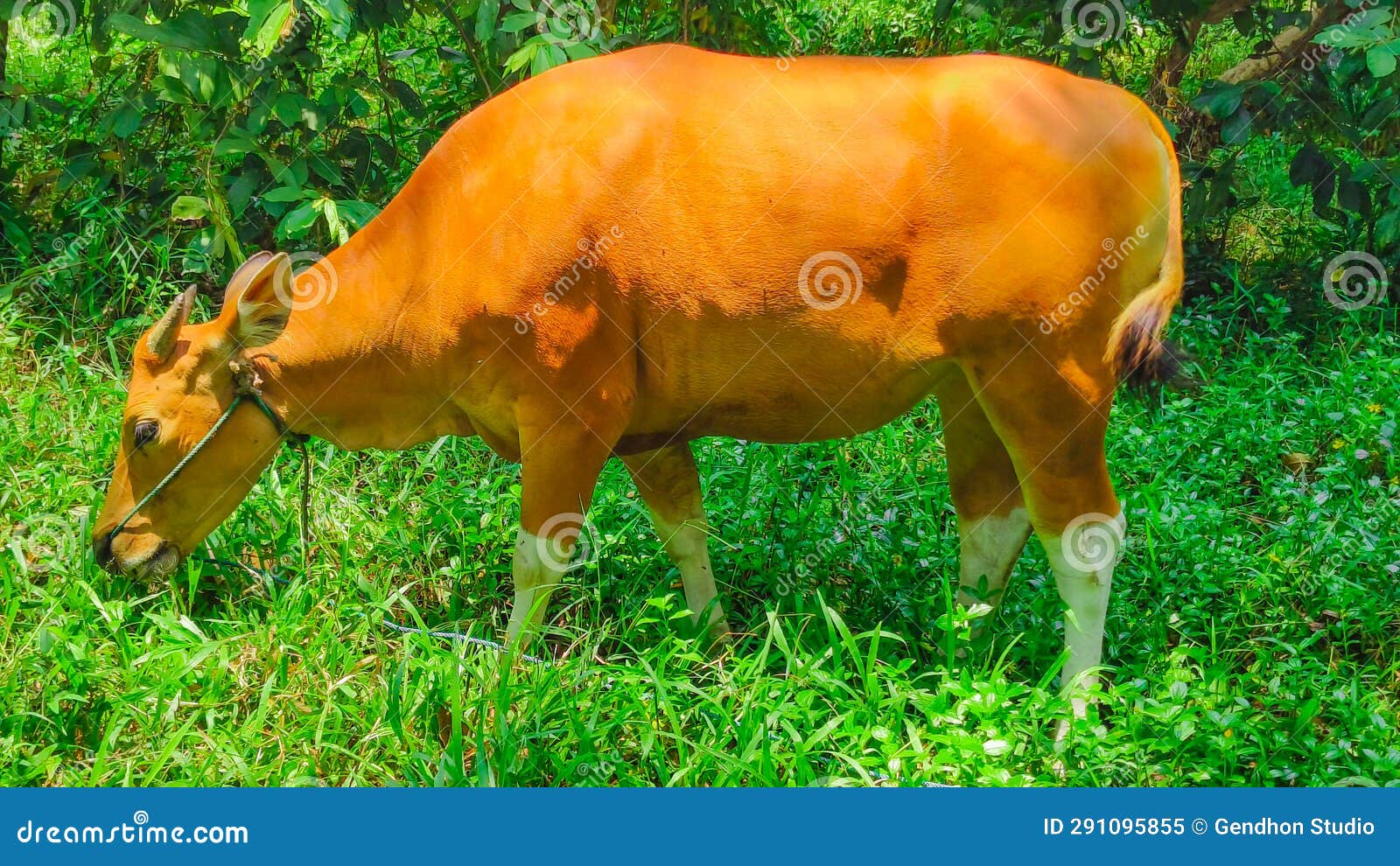 Brown Cows Eat Green Grass in the Fields or in the Rice Fields Stock