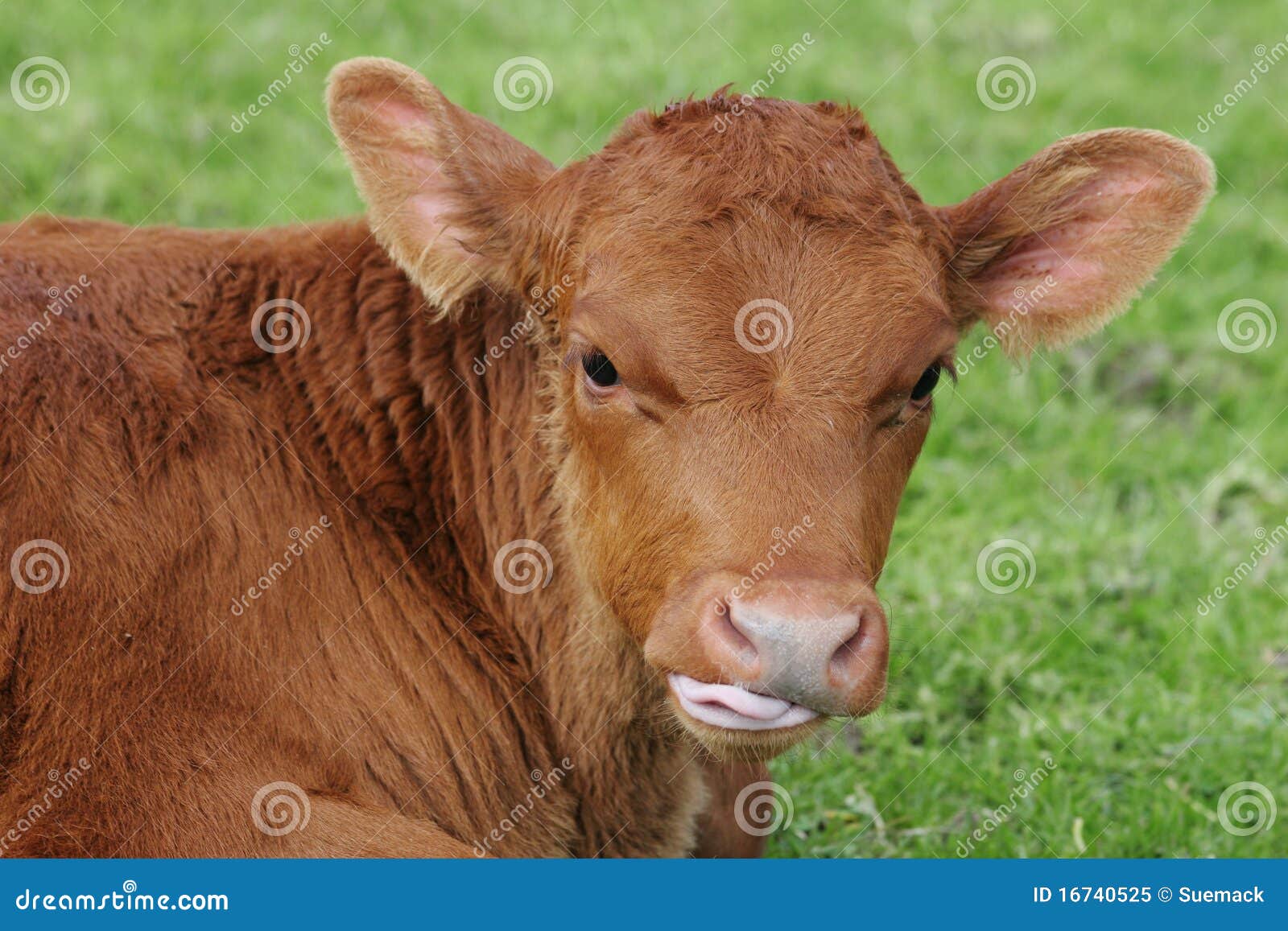 Download Brown Calf With His Tongue Out Stock Image - Image of baby, funny: 16740525