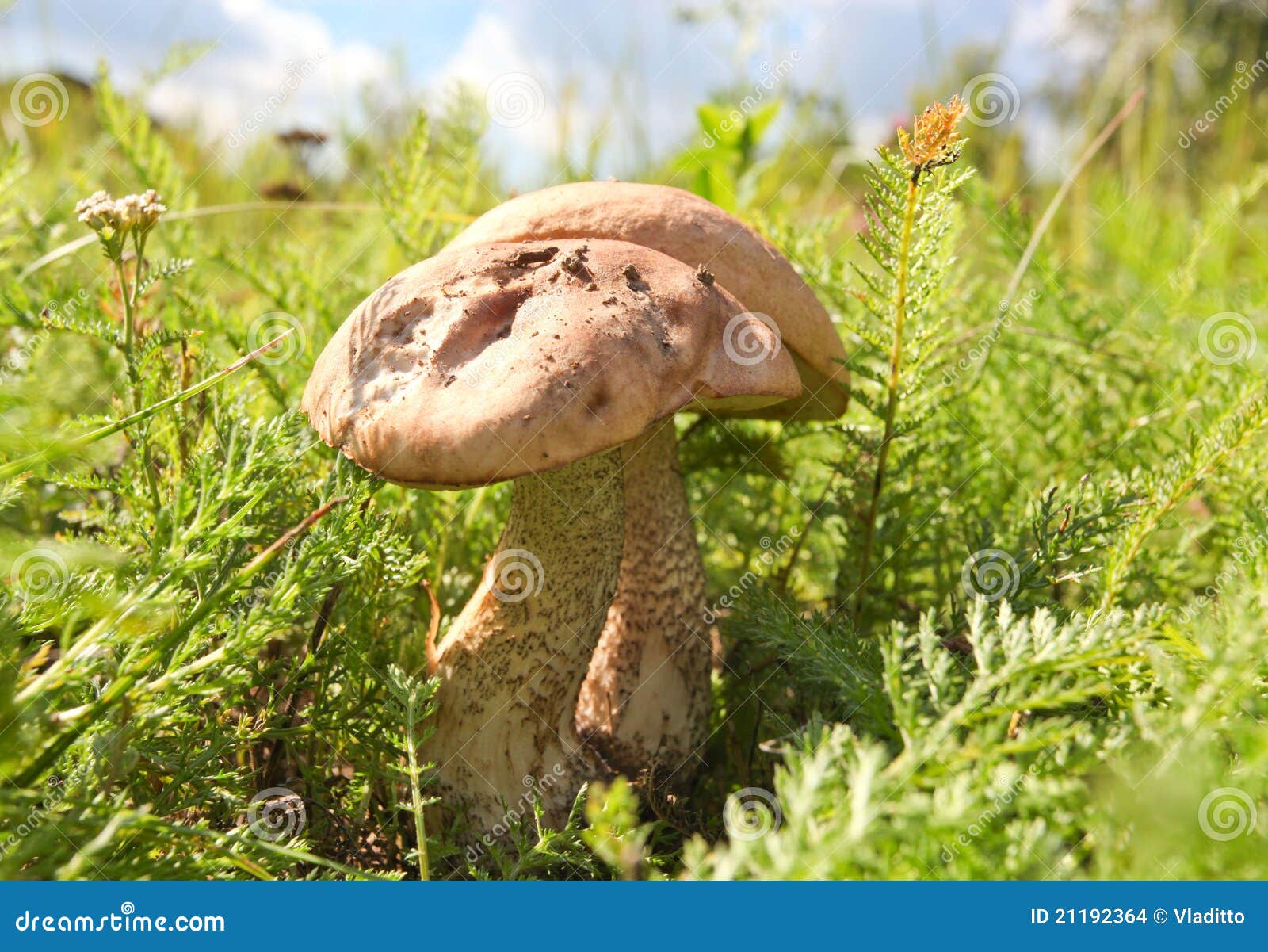 Brown cap boletus isolated stock photo. Image of natural 21192364