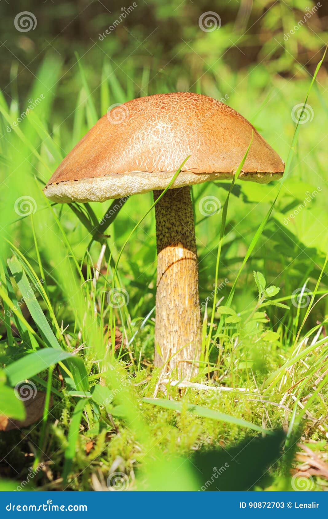 Browncap boletus stock image. Image of boletus, fresh 90872703