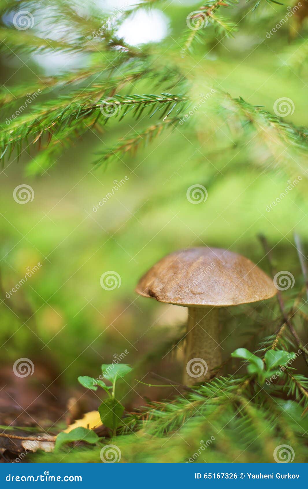 brown cap boletus mushroom