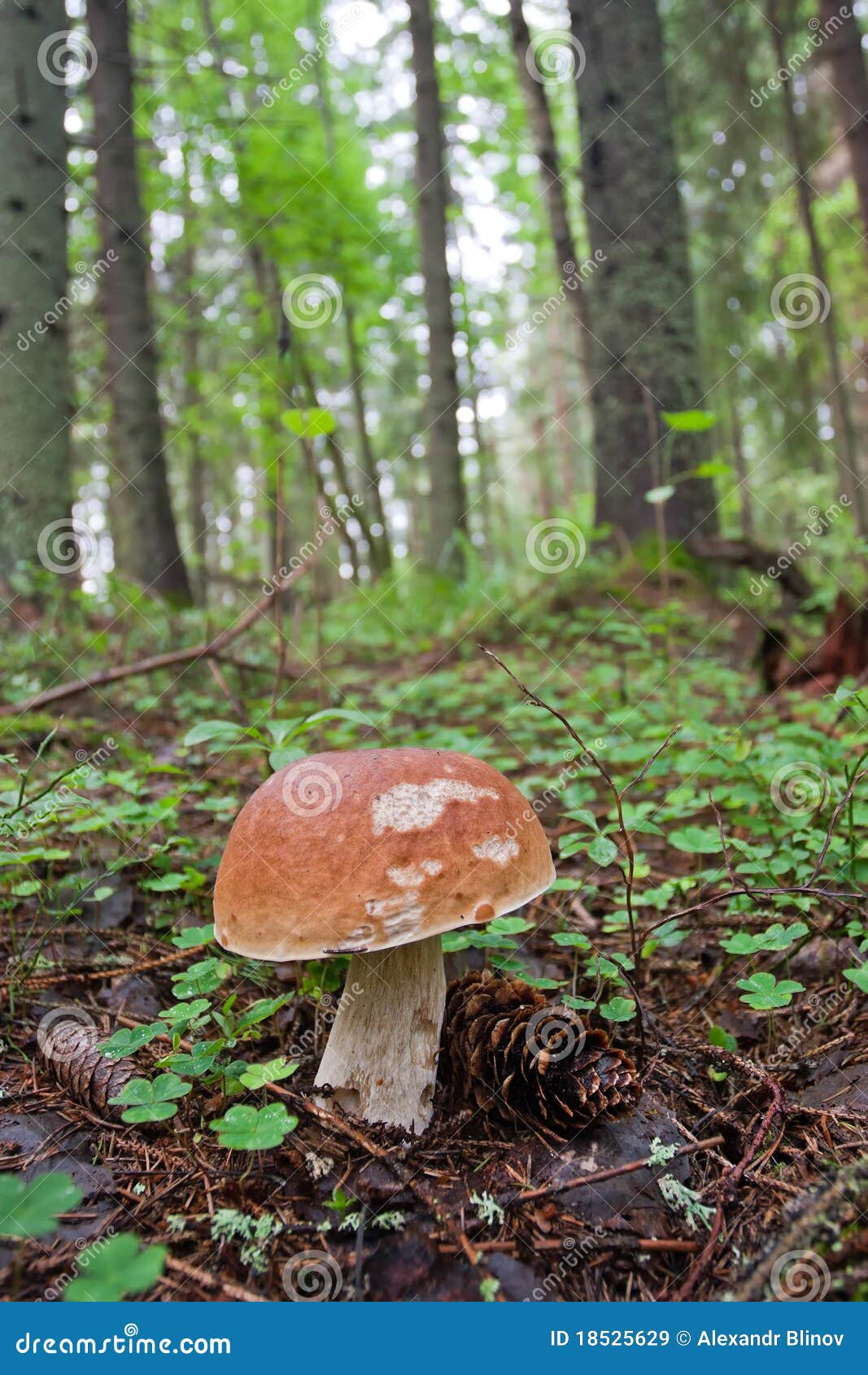 Brown cap mushroom stock image. Image of recipe, closeup 18525629
