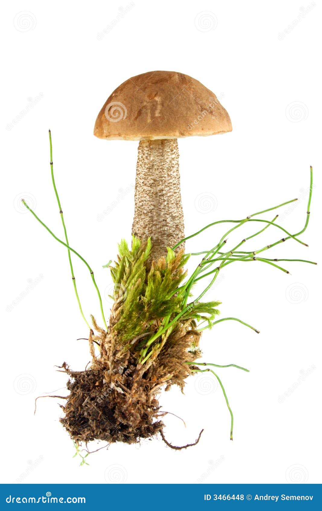 Brown Cap Mushroom Picture. Image 3466448