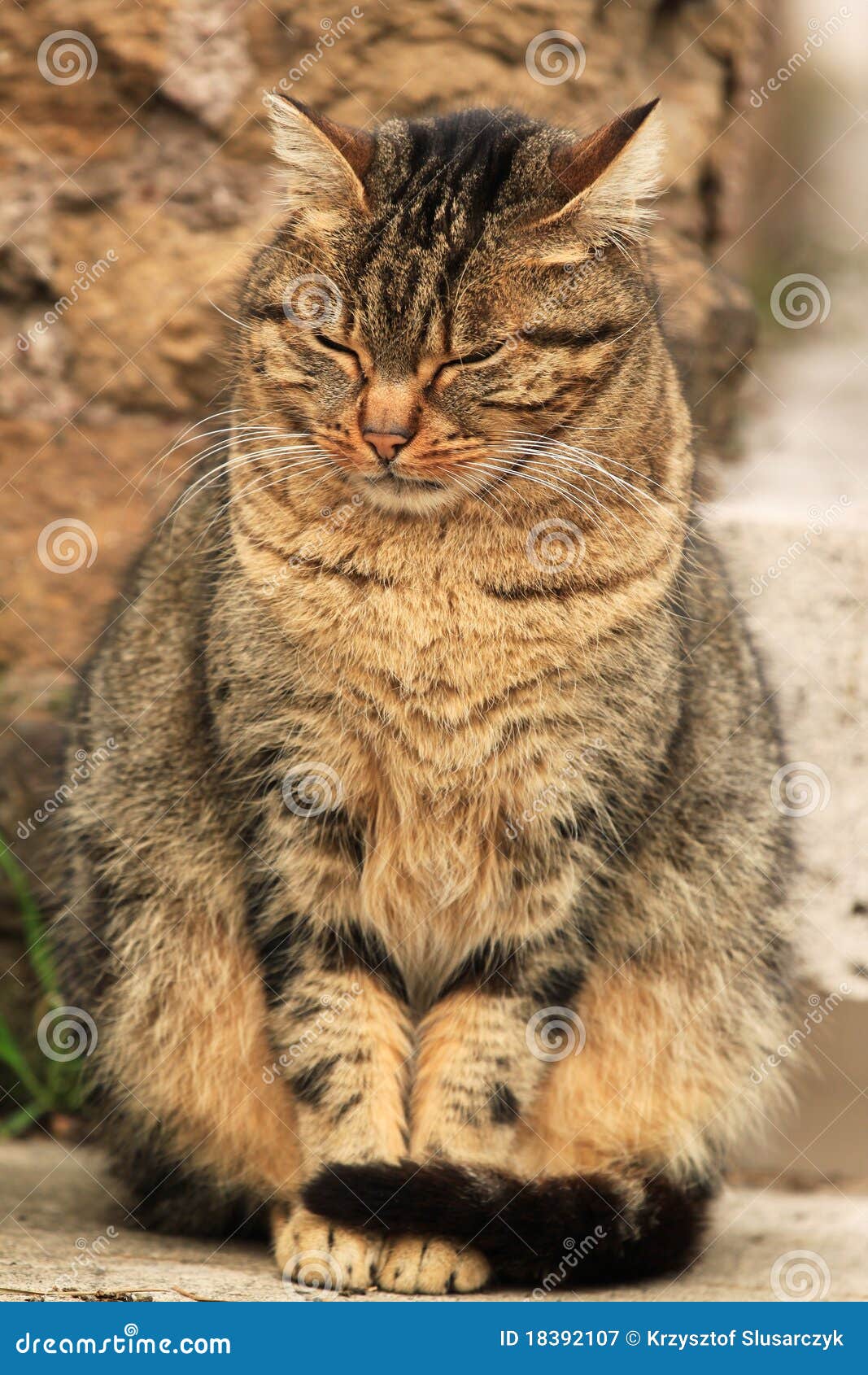 Brown Cat stock image. Image of gold, feline, head, sitting - 18392107