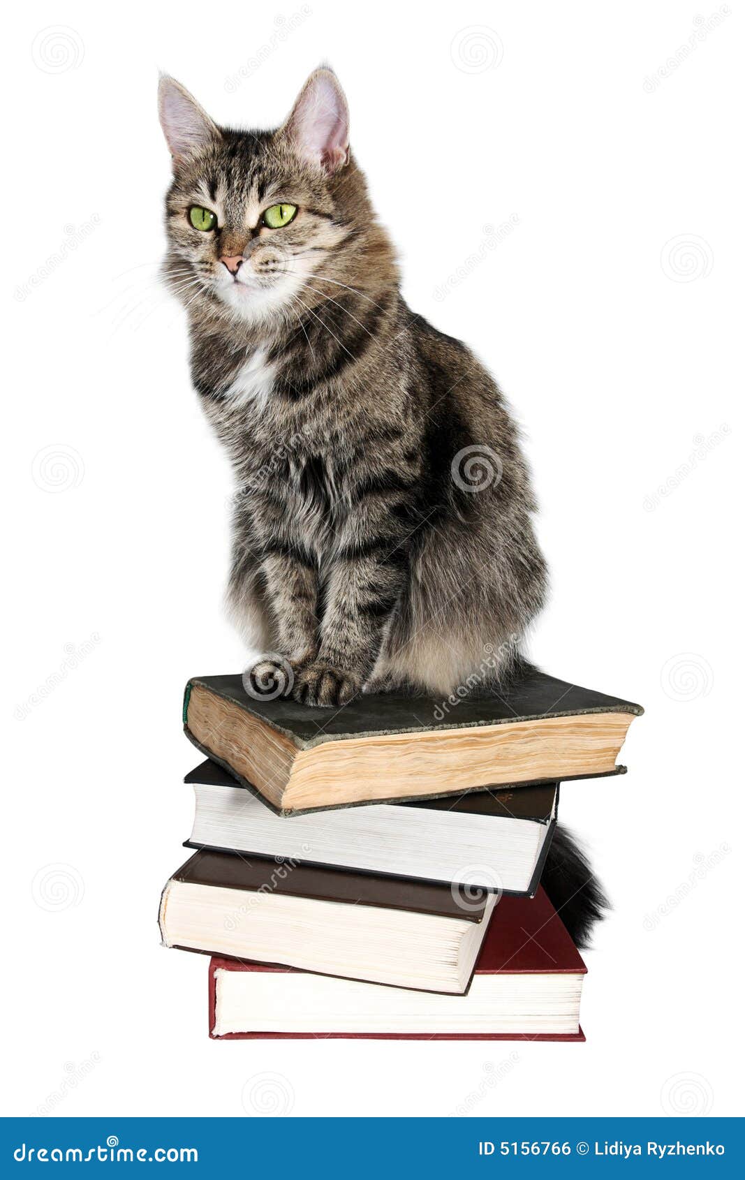 Brown cat on a books stock photo. Image of sitting, beautiful 5156766