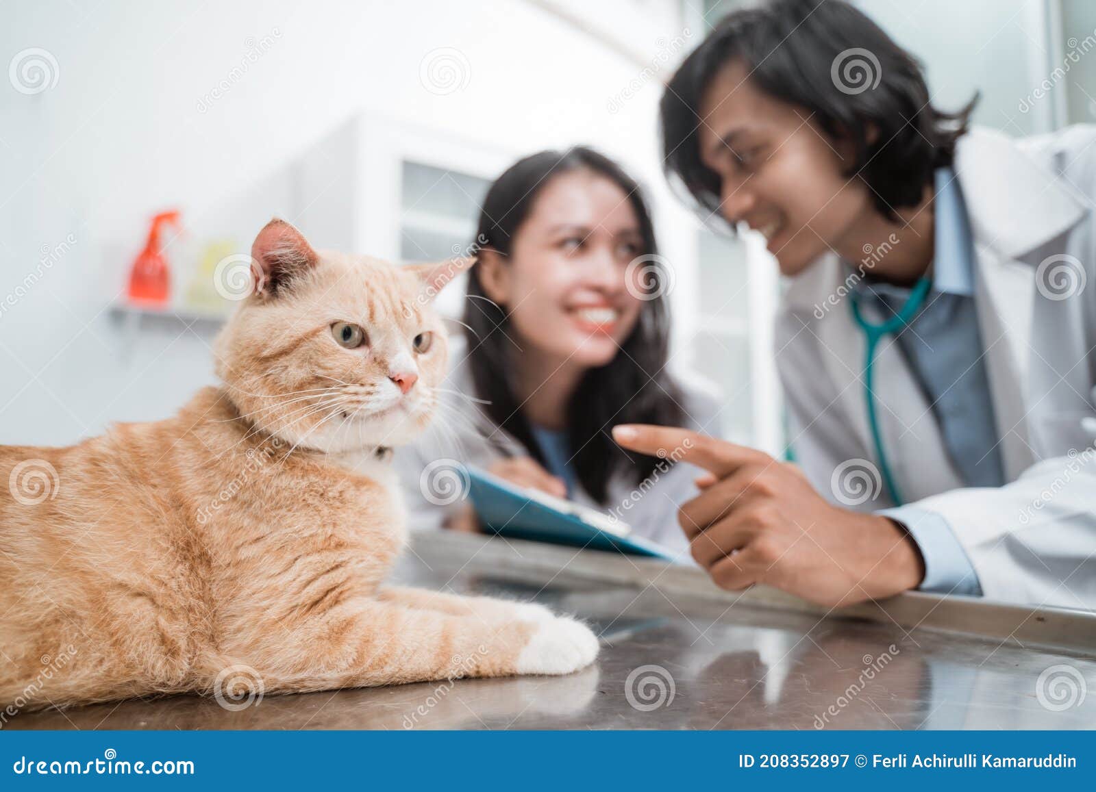 brown cat sits quietly as a couple of vets observe