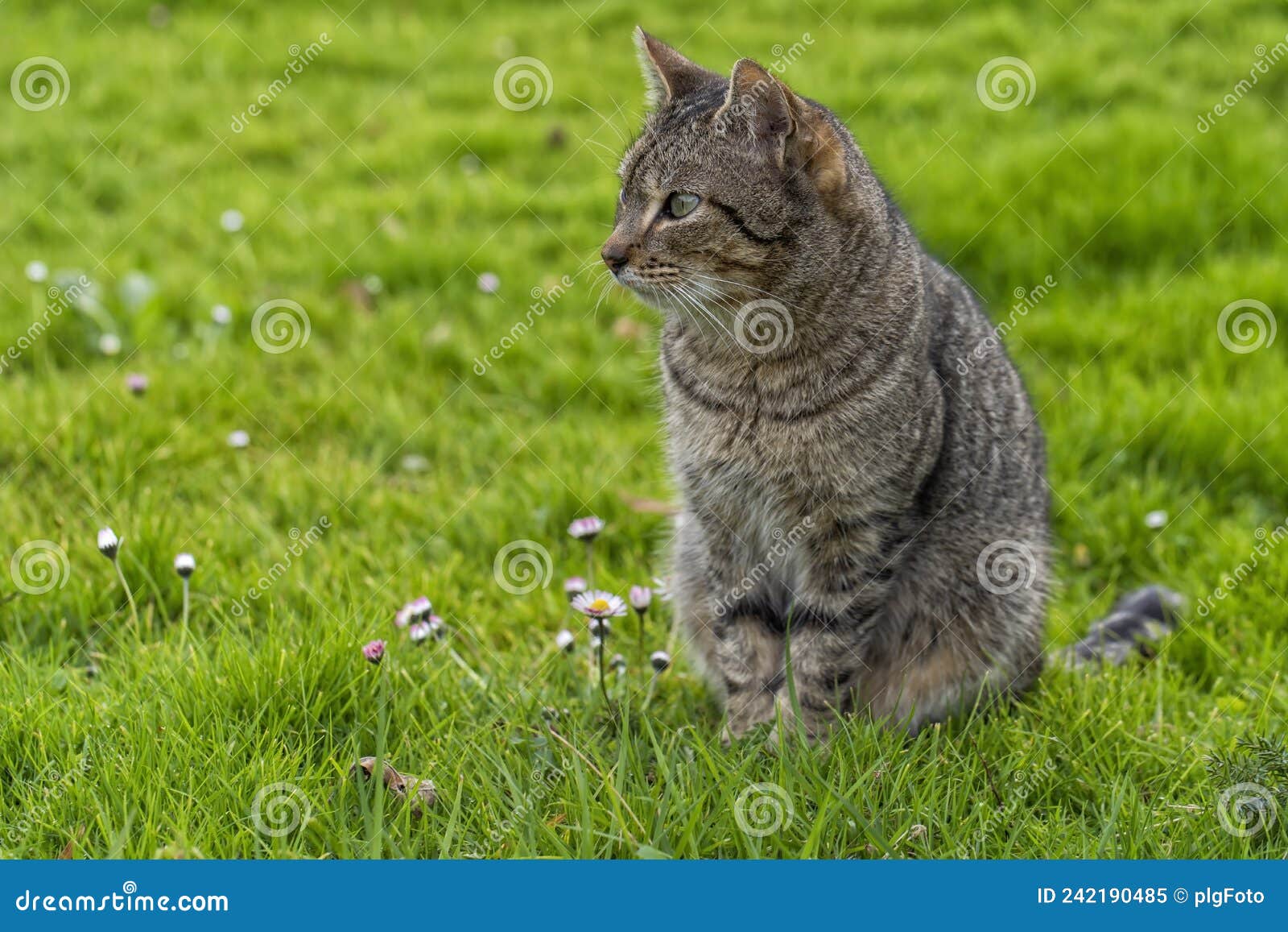 Brown Cat Sitting in Profile in the Green Garden Stock Image Image of