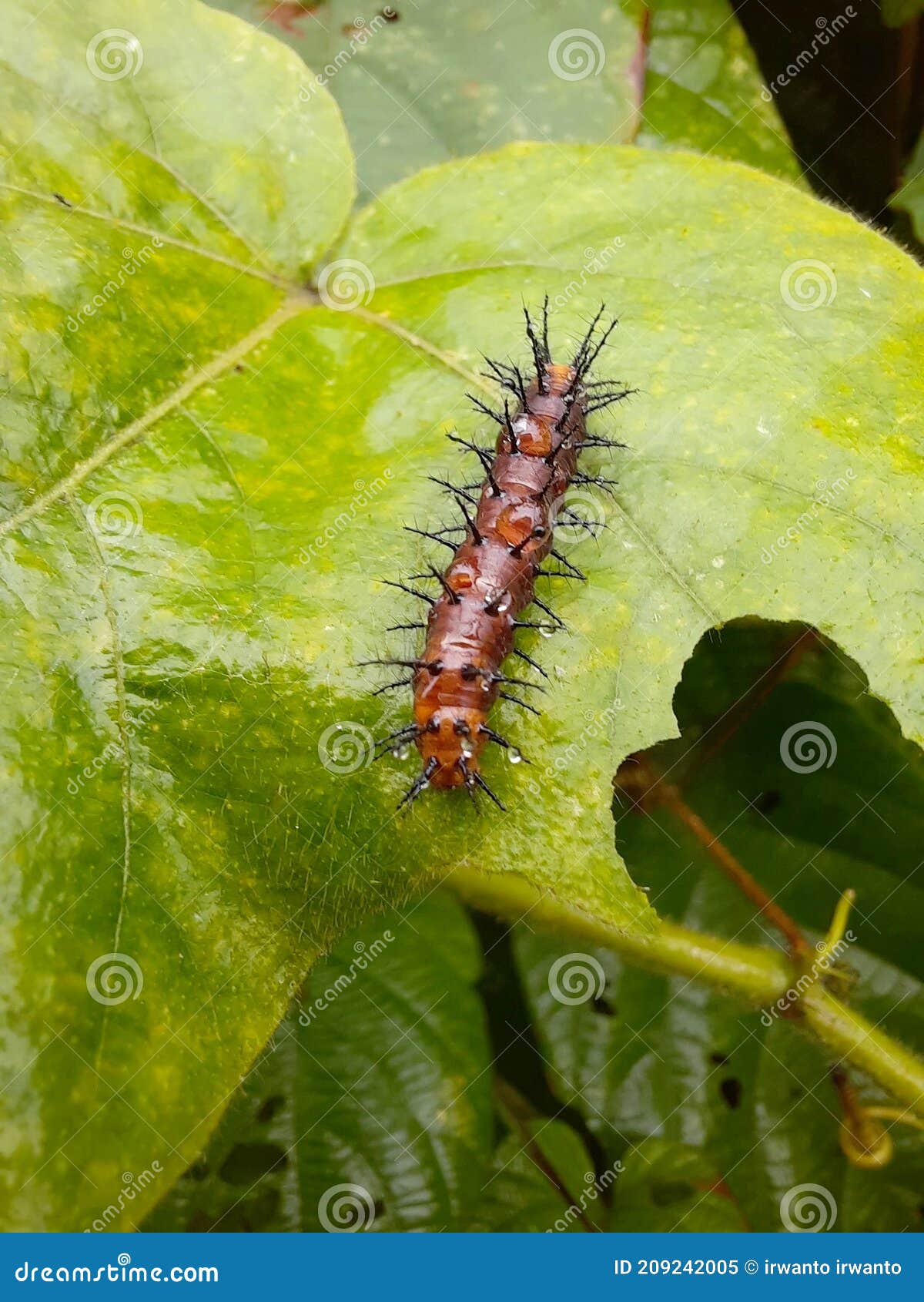 Brown Caterpillar on the Leaves Stock Image Image of nature