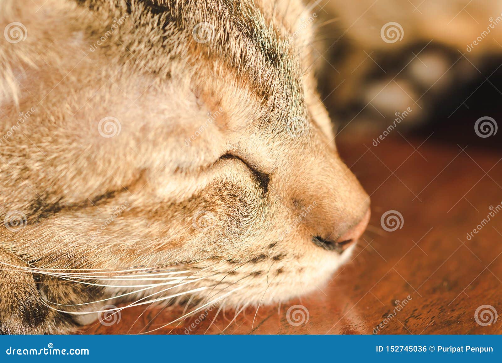 Brown Cats Sleep Comfortably On The Wooden Floor Stock Photo