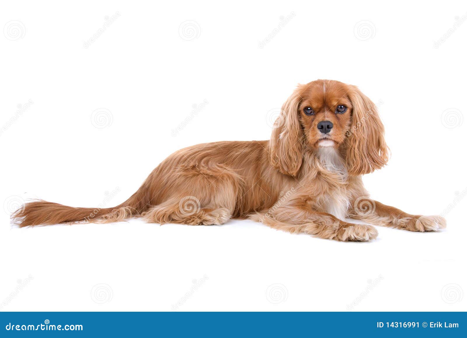 Brown Cavalier King Charles Spaniel Stock Image - Image of canine