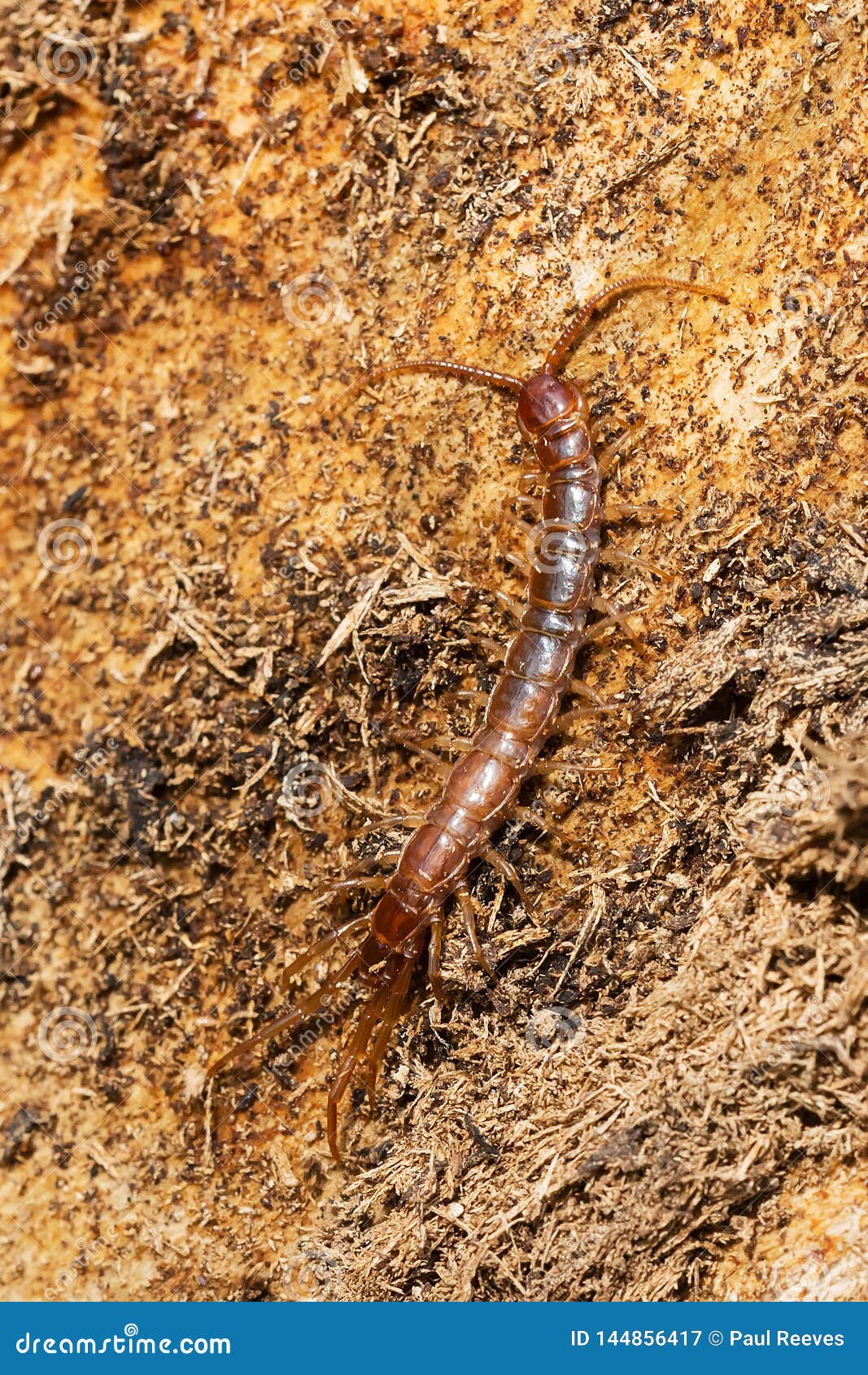 stone centipede - genus lithobius