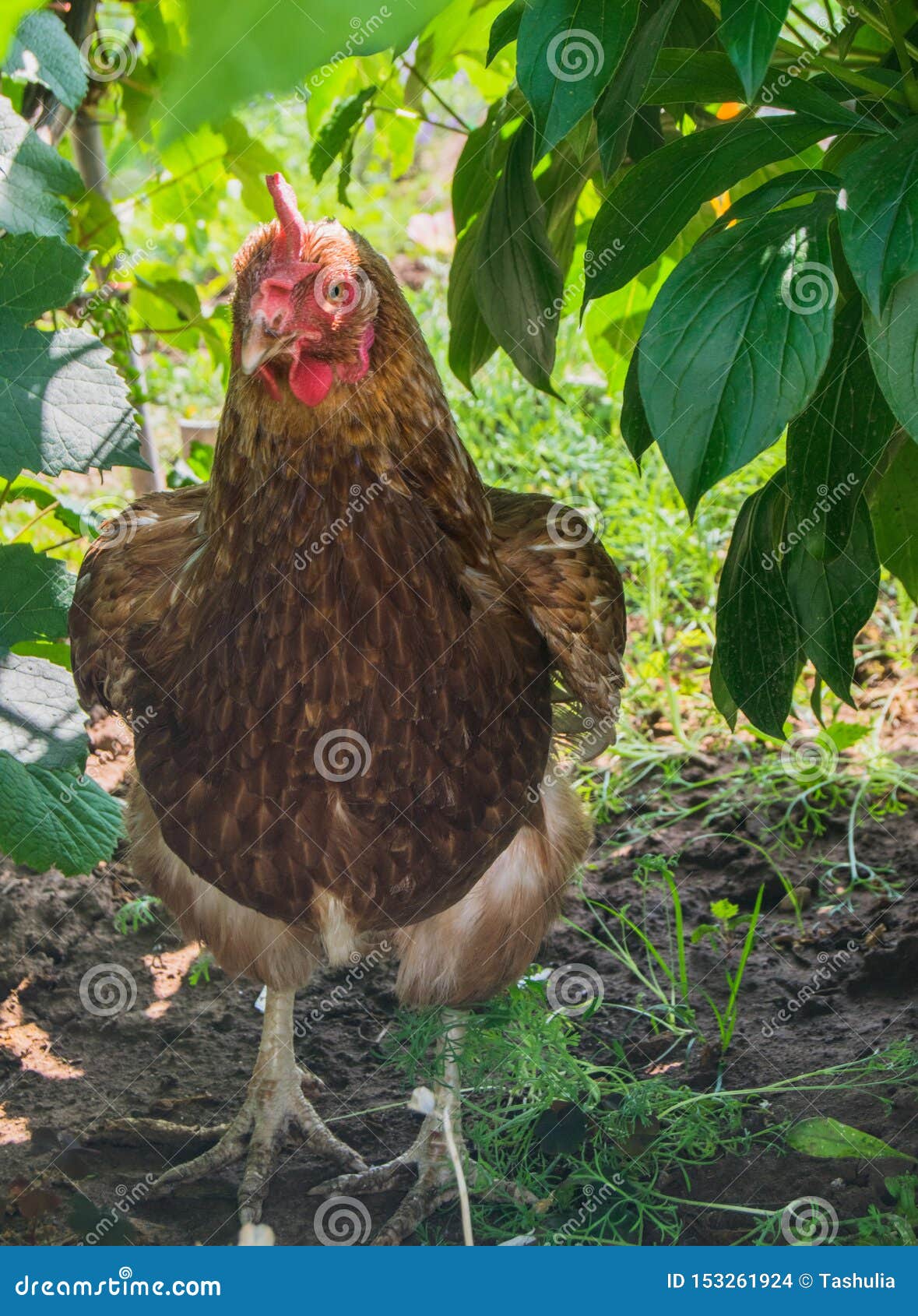 Brown Chicken on the Lawn in Sunny Day Stock Photo Image of meat
