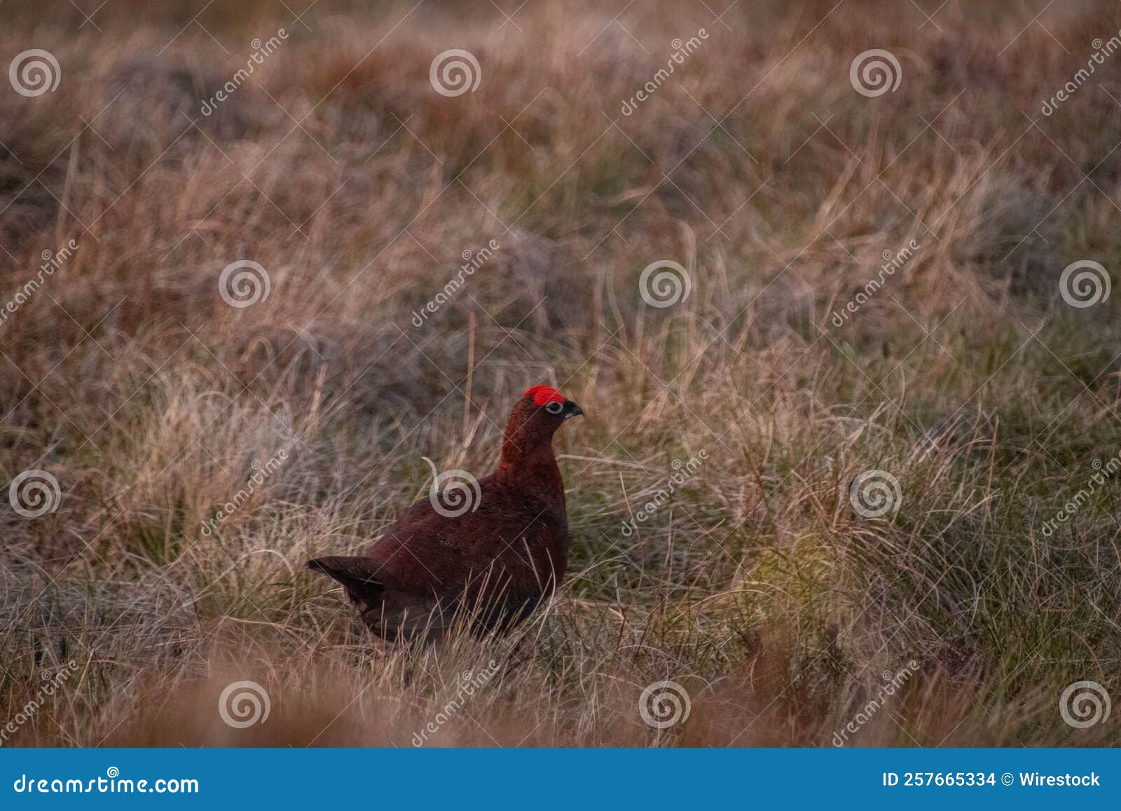 Brown Chicken Looking for Food in the Grasses Stock Photo Image of