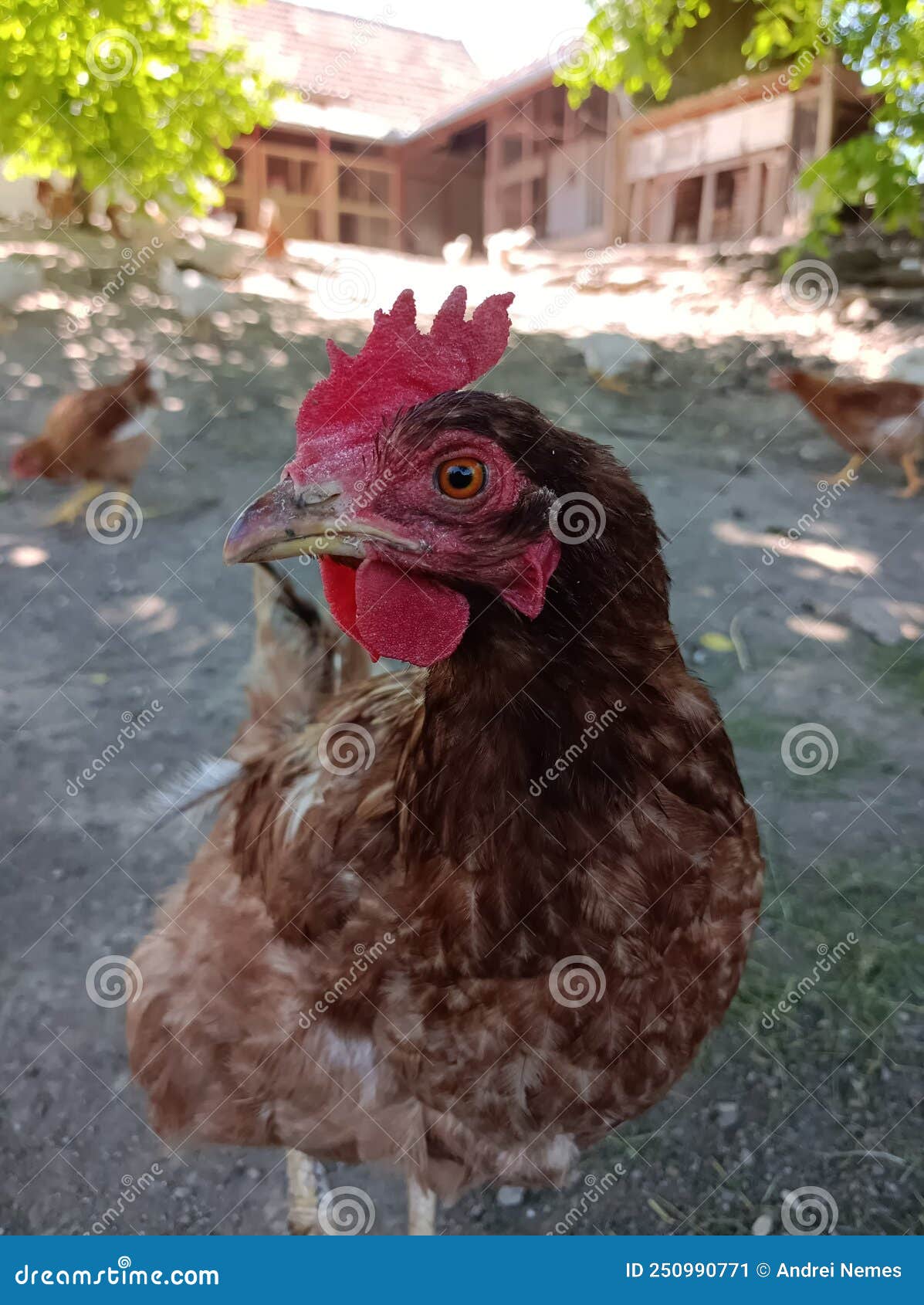 Brown Chicken in the Walnut Yard Stock Image Image of bird, yard