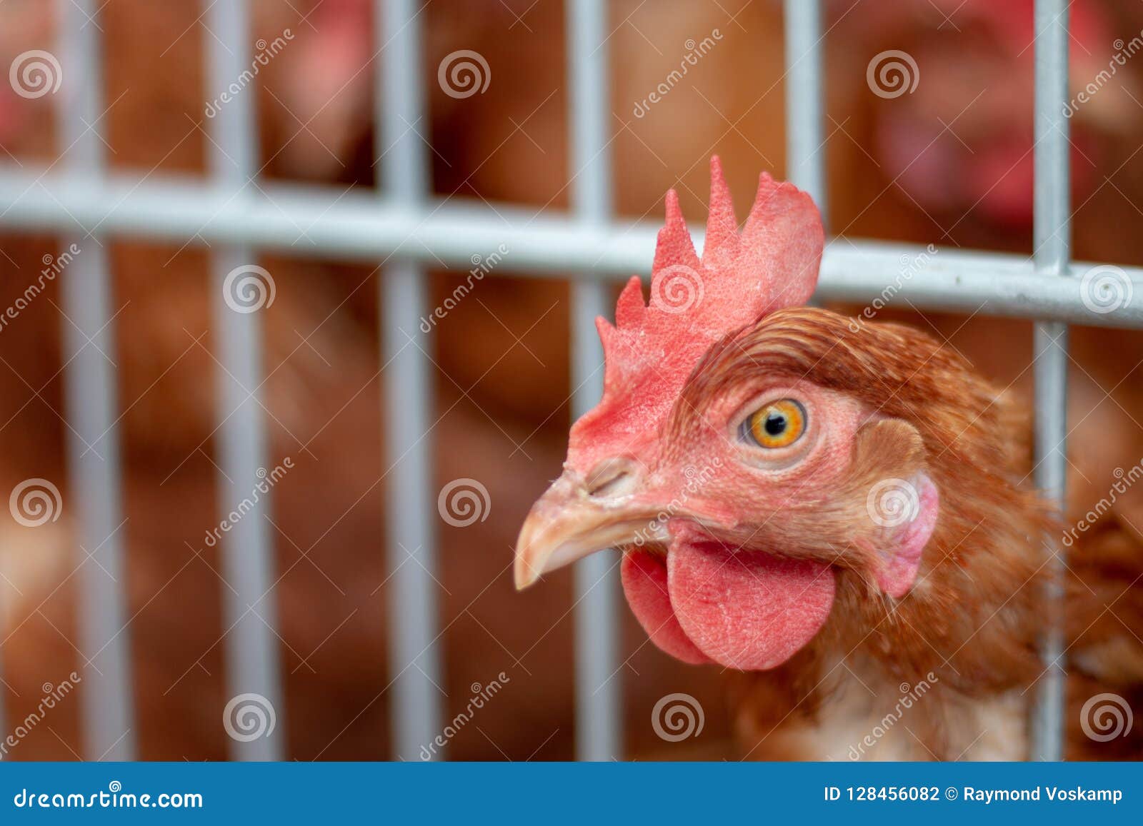 Brown Chickens Eating Food On The Grass Floor. Farming & Pet Con Stock