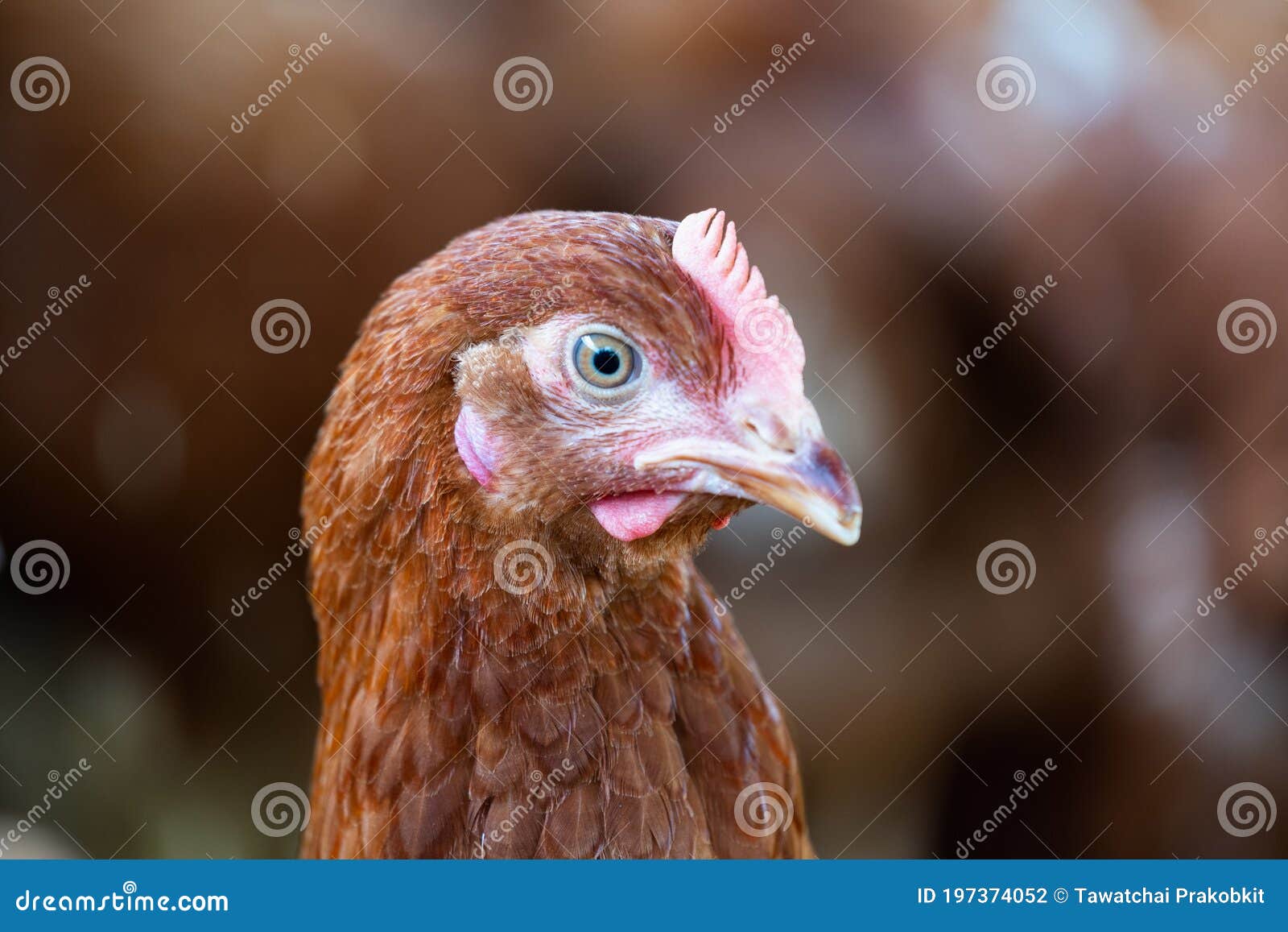 Brown Chickens Eating Food On The Grass Floor. Farming & Pet Con Stock