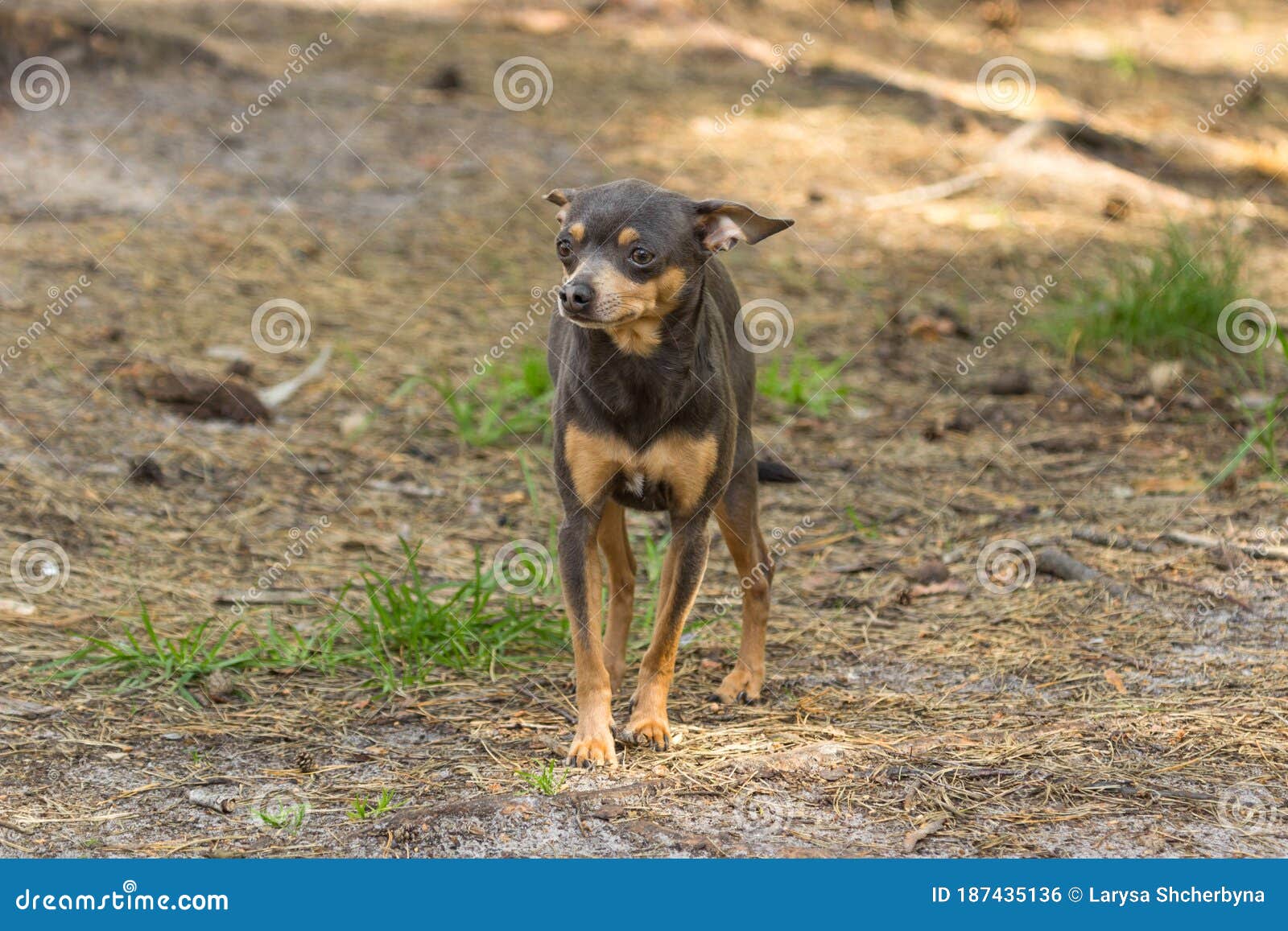 Little Dog Chihuahua with Doberman Color Stock Photo - Image of ...