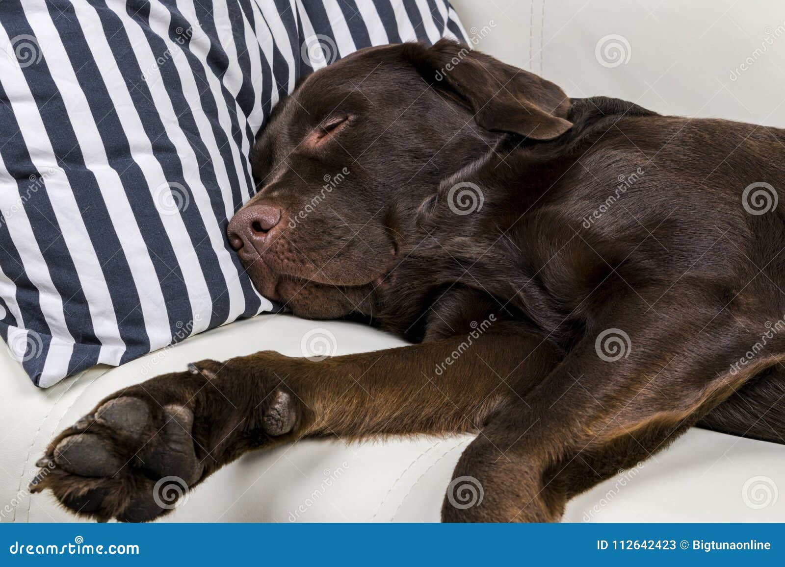 Brown Chocolate Labrador Retriever Dog Is Sleeping On Sofa ...