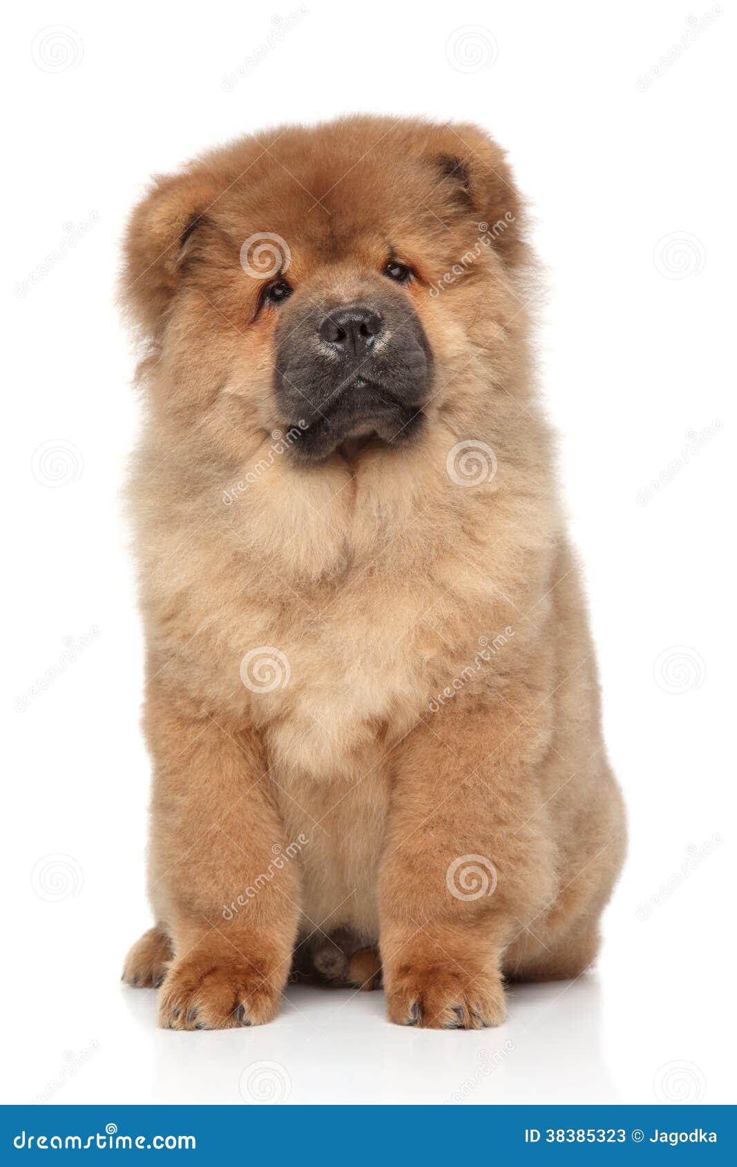 Brown Chow chow puppy stock image. Image of china, fluffy