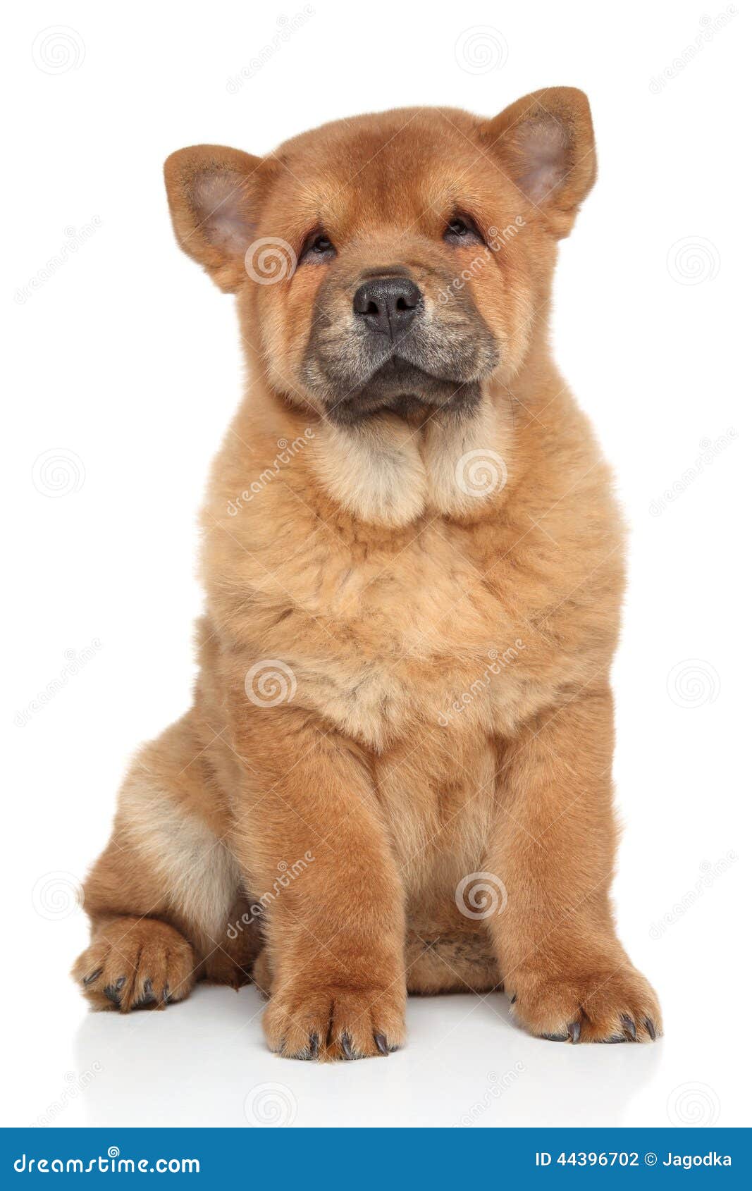 Brown Chow chow puppy stock photo. Image of young, chow
