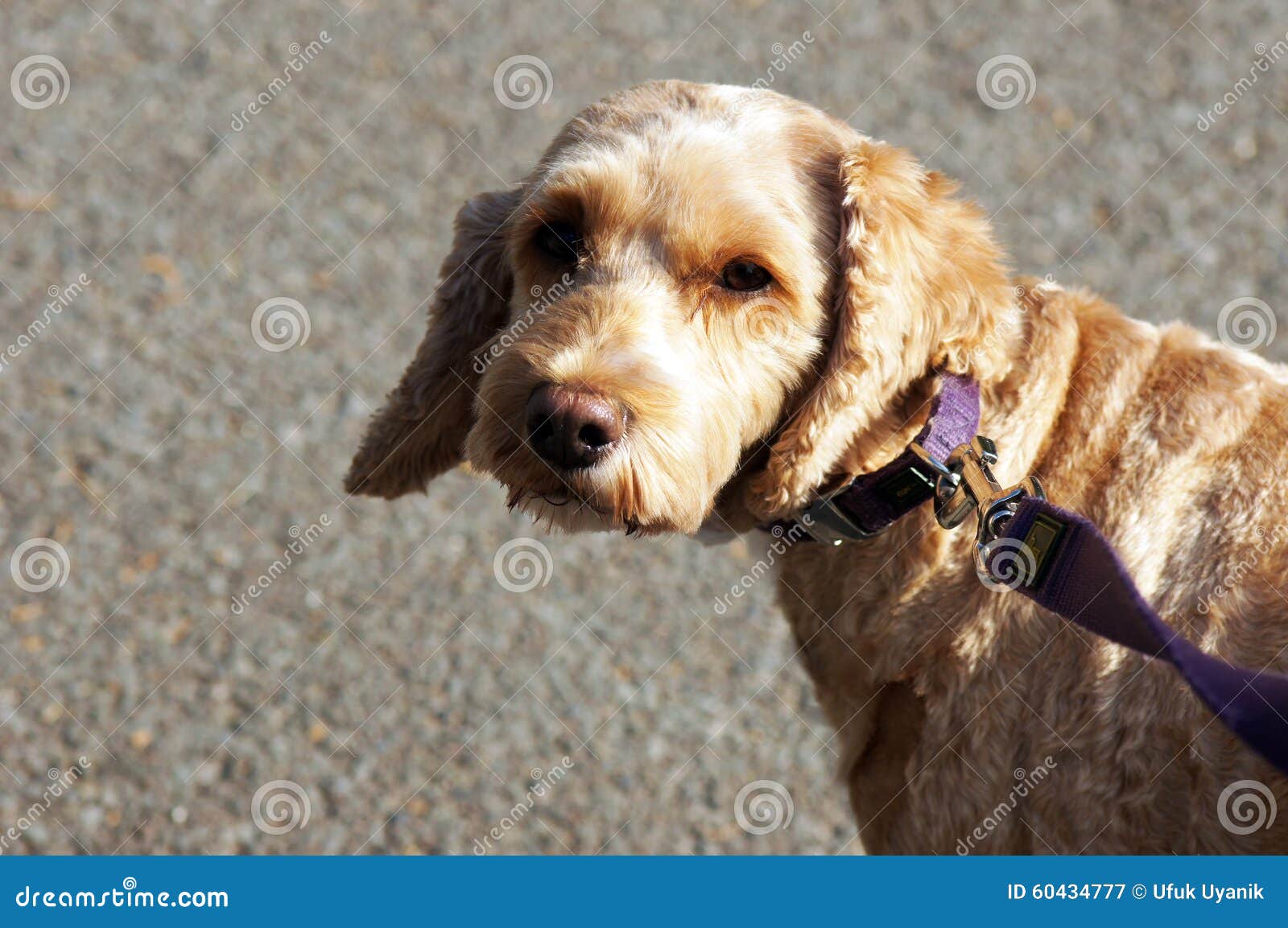 Brown cockerpoo on lead stock image. Image of lead, spoodle 60434777