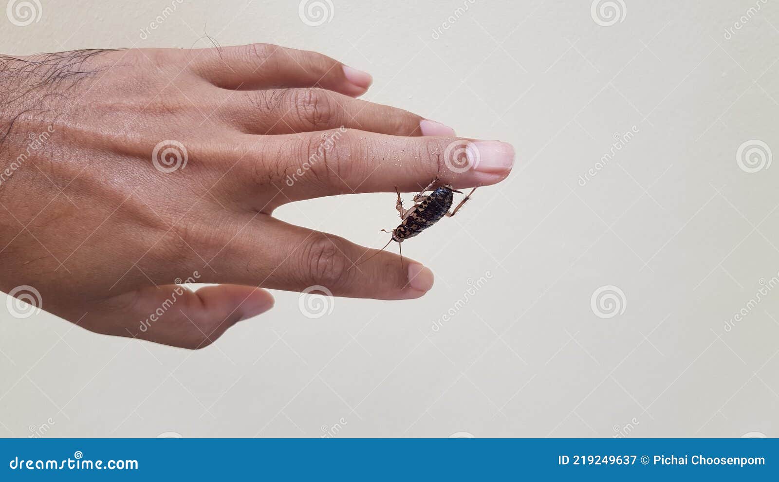 A Brown Cockroach Crawling on the Finger of a Human Hand Stock Image Image of green, health