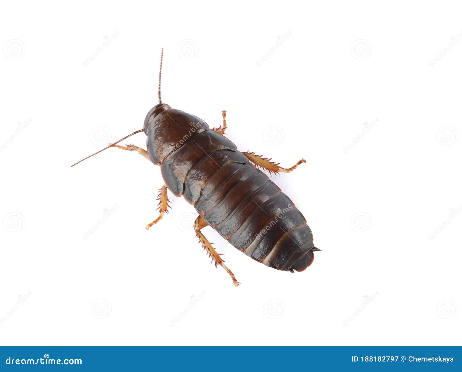 Brown Cockroach Isolated on White. Pest Control Stock Image - Image of ...