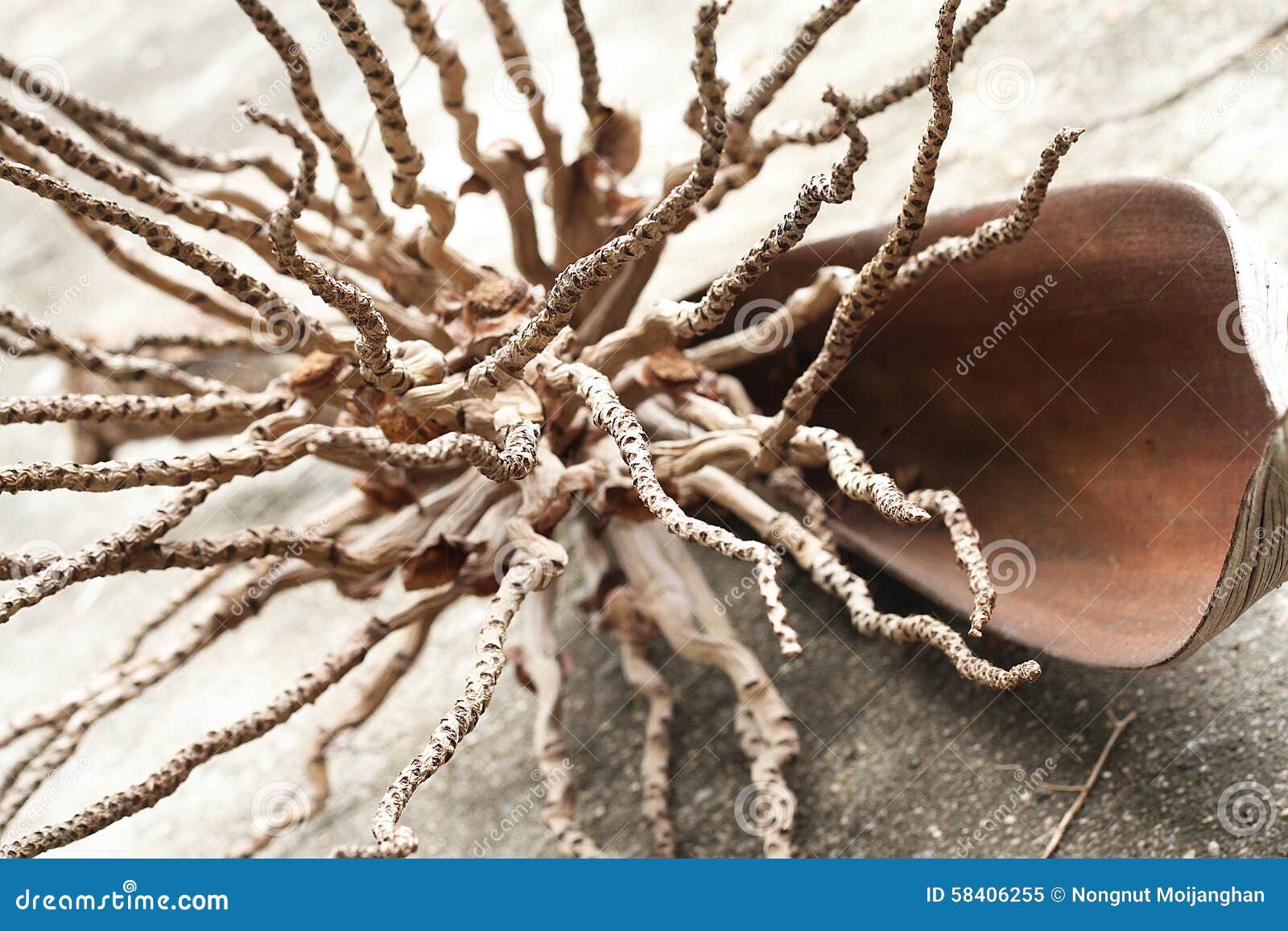 Brown coconut flower stock image. Image of coconutflower 58406255