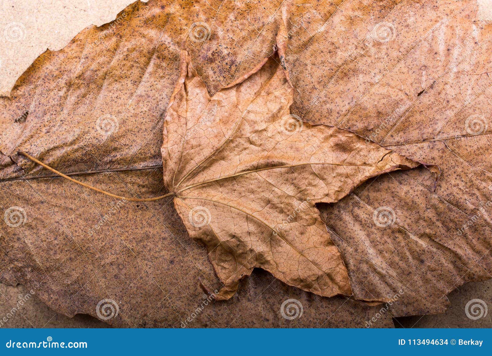 Brown Color Dry Leaf on Another Leaf Stock Photo Image of field, fall