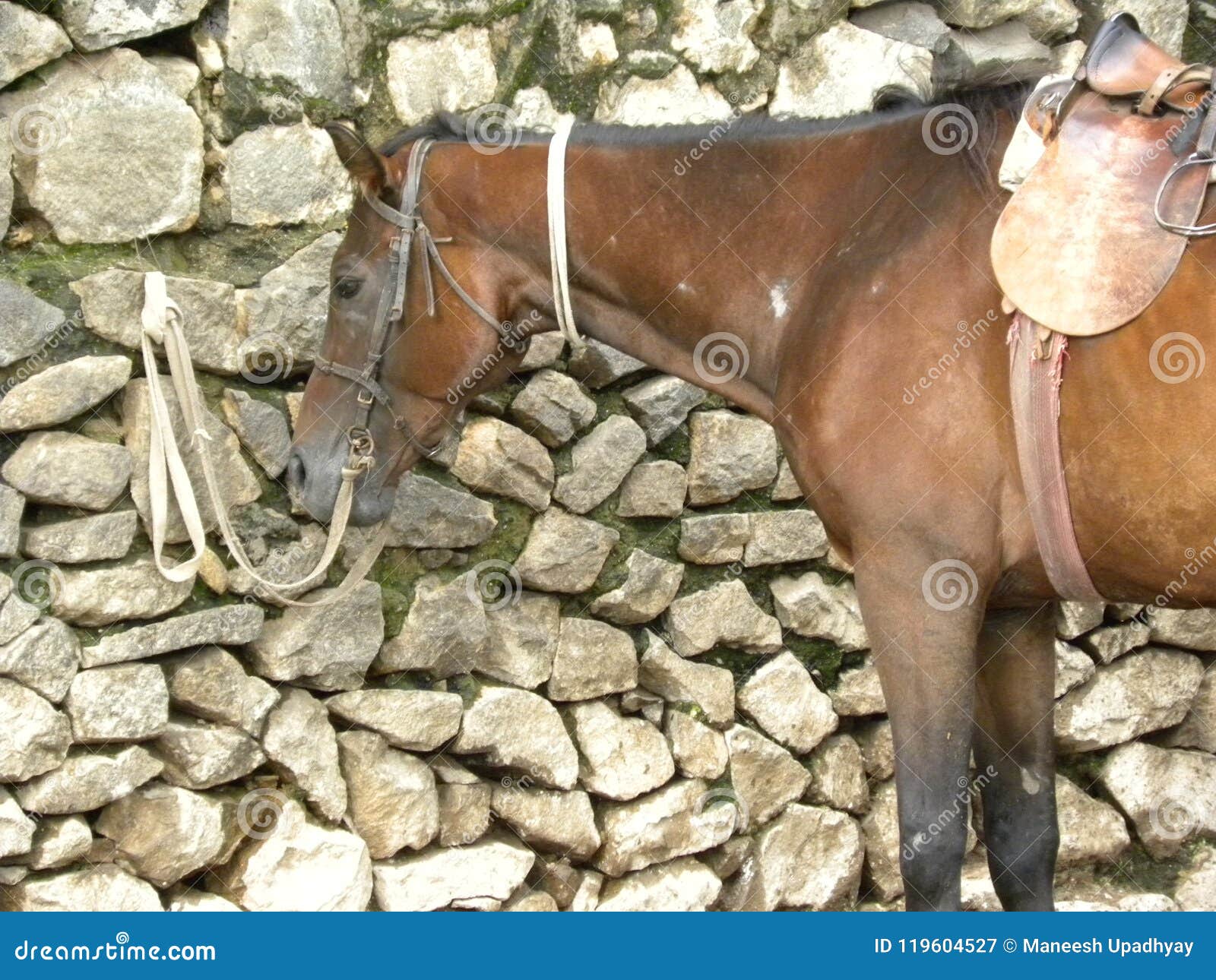 Brown Color Horse with Leather Bridle and Saddle Stock Image Image of