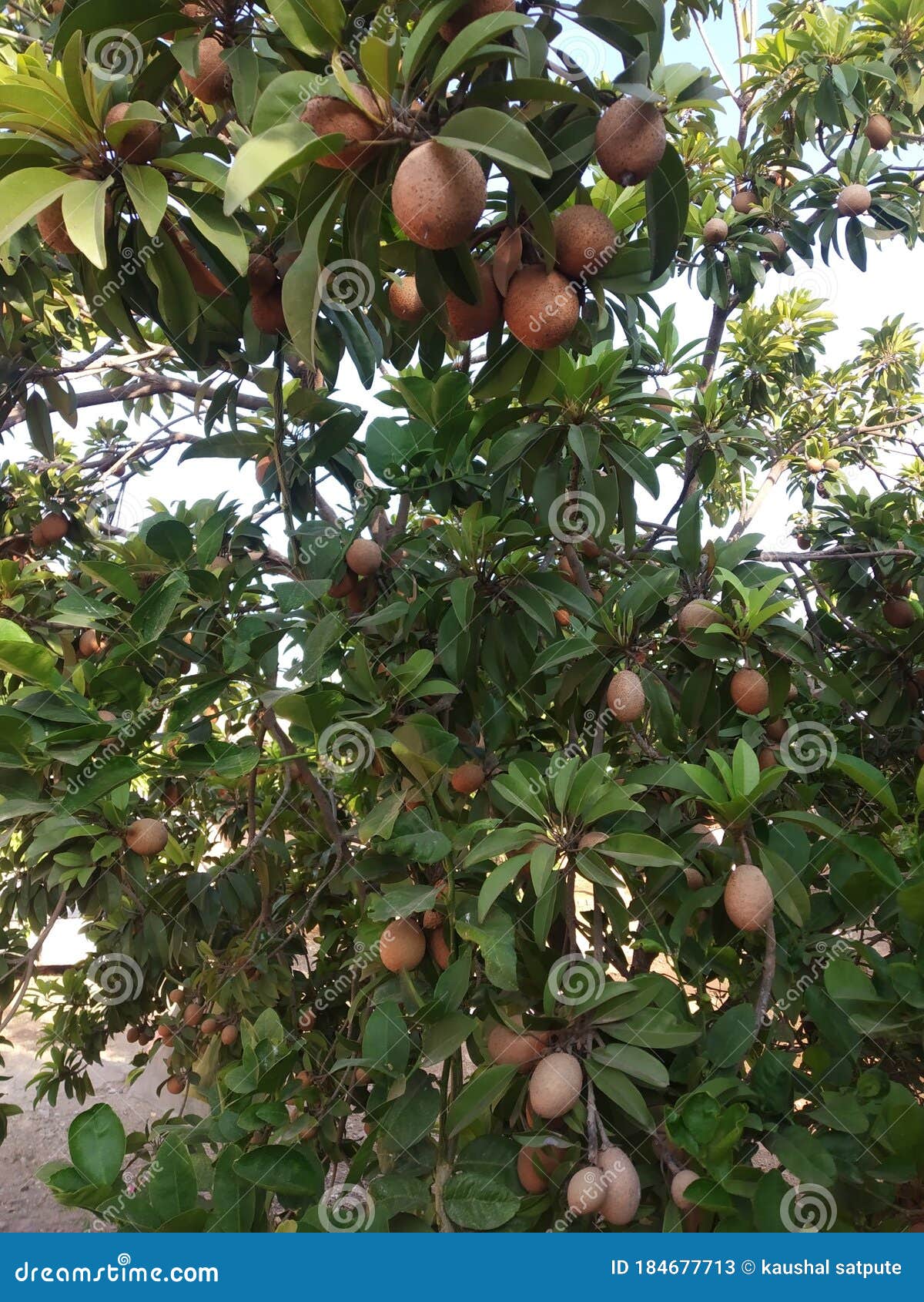 Brown Color Many Chiku Fruit At Chiku Tree Stock Image Image Of Blossom Shrub