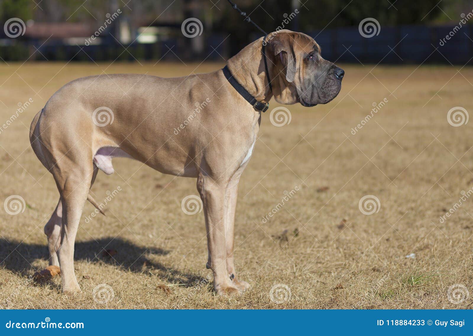 tan and black great dane