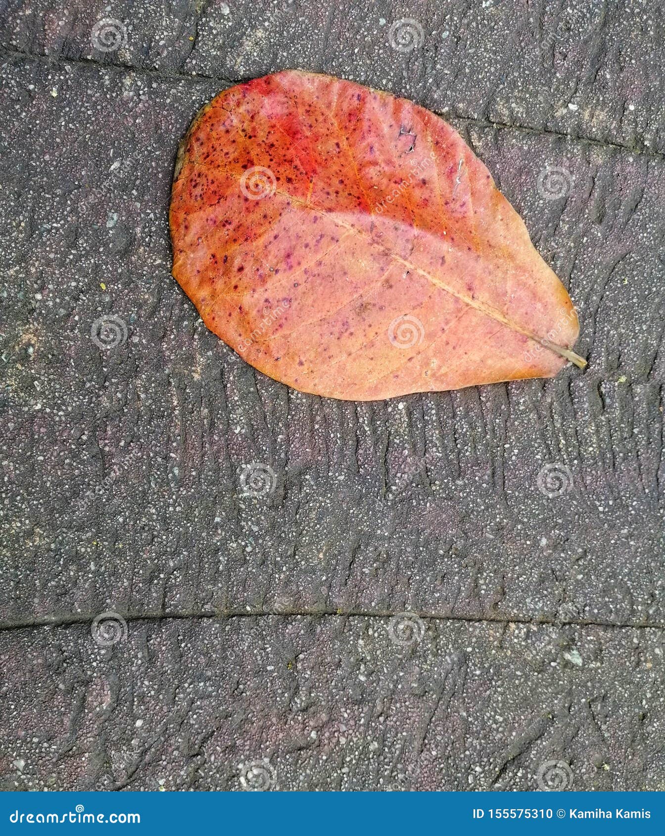 Brown Colour of Leaf on the Cement Floor Stock Photo - Image of leaf