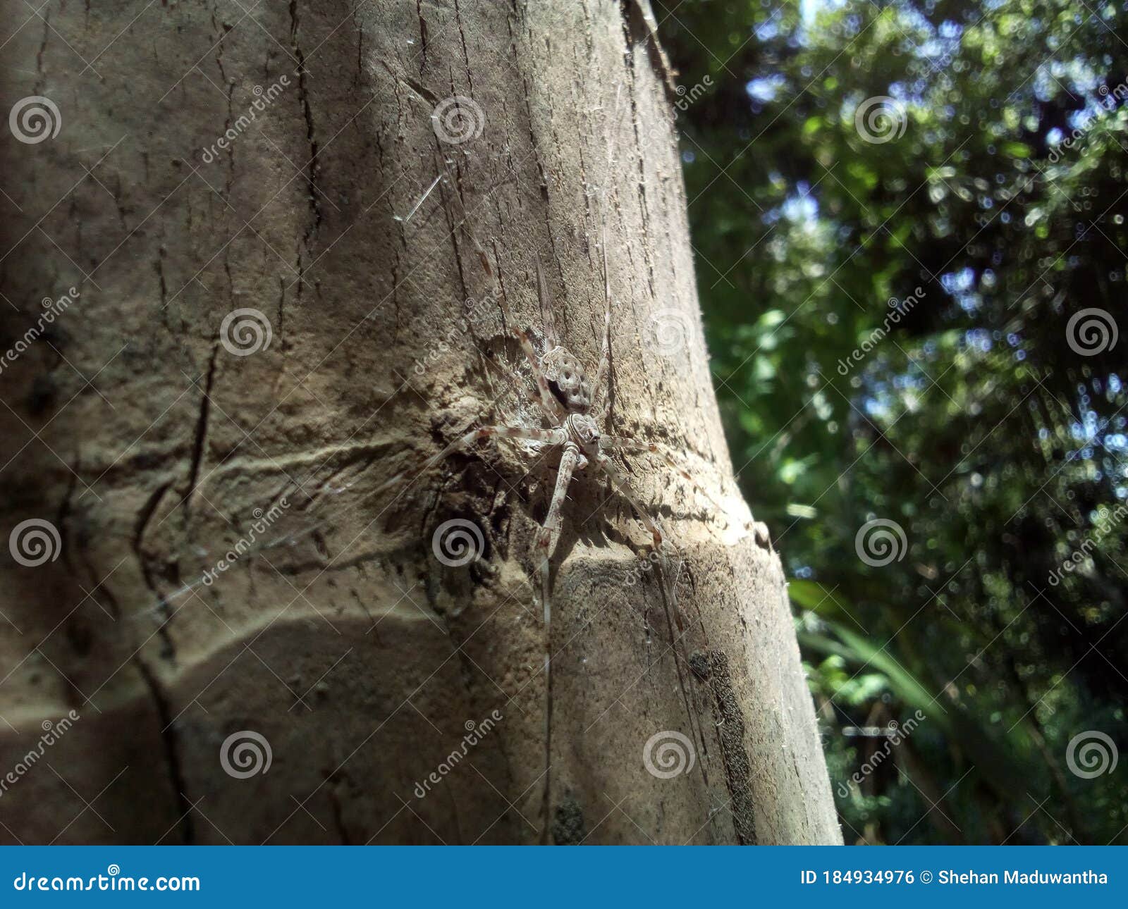 Brown Colour Big Spider on the Coconut Surface Stock Photo Image of