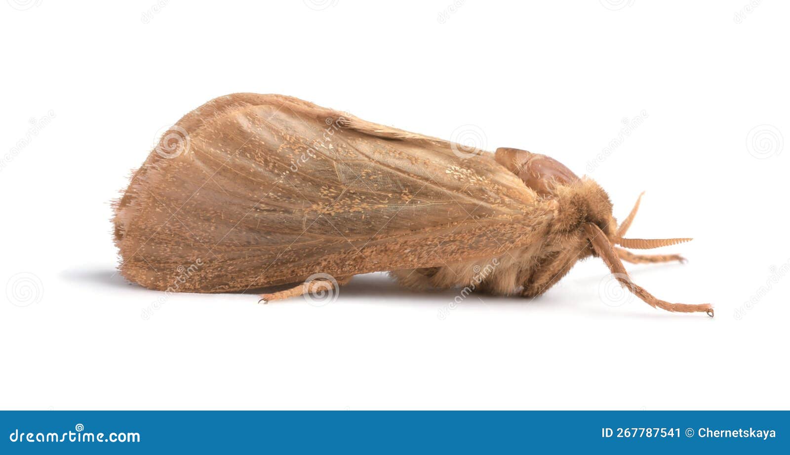 Brown Common Wombat Grazing Grass After Leaving Poo, Feces Behind Its