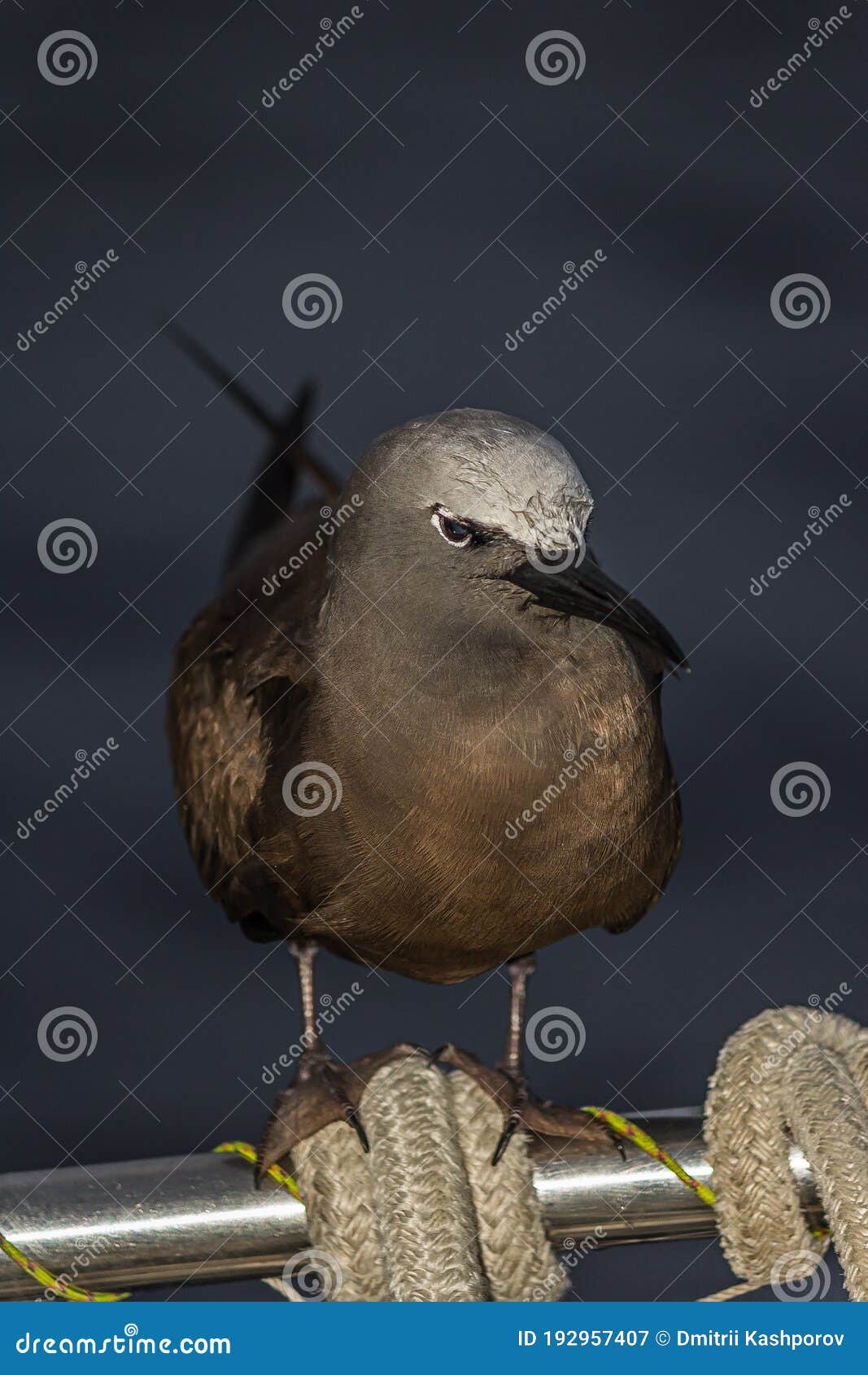 the brown or common noddy anous stolidus aboard a yacht in the middle of the pacific ocean, 300 miles from the tuamotu