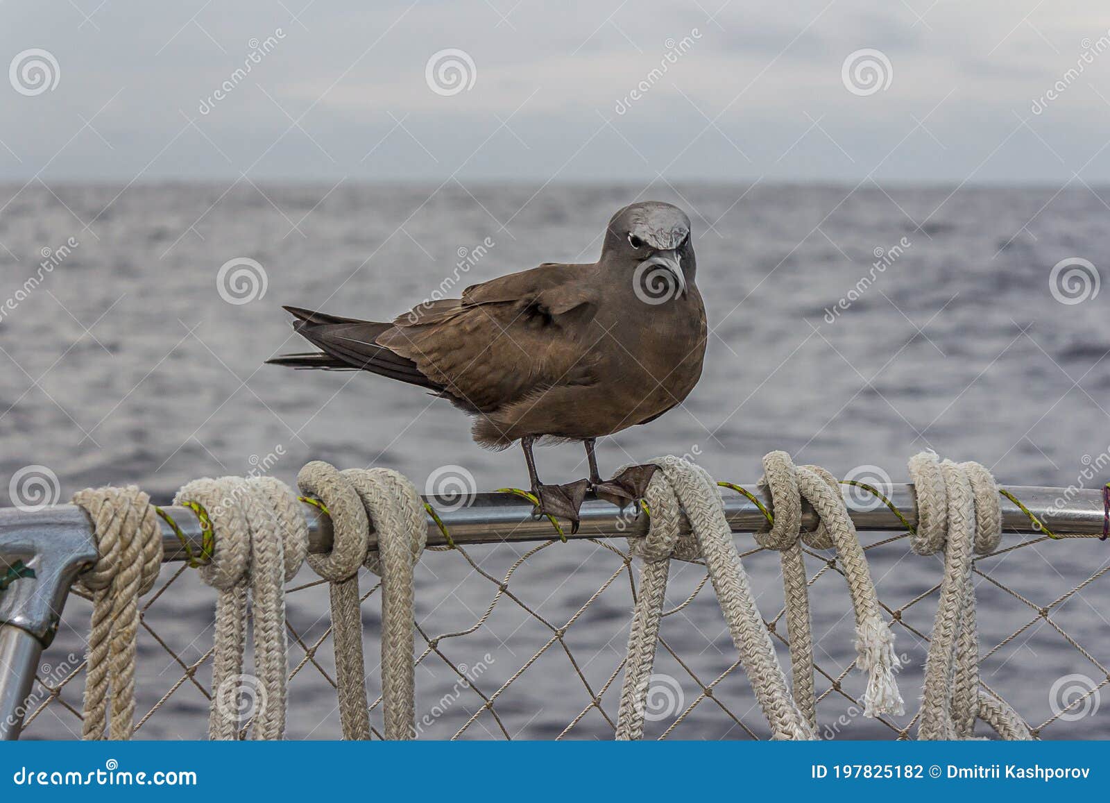 the brown or common noddy anous stolidus aboard a yacht in the middle of the pacific ocean, 300 miles from the tuamotu