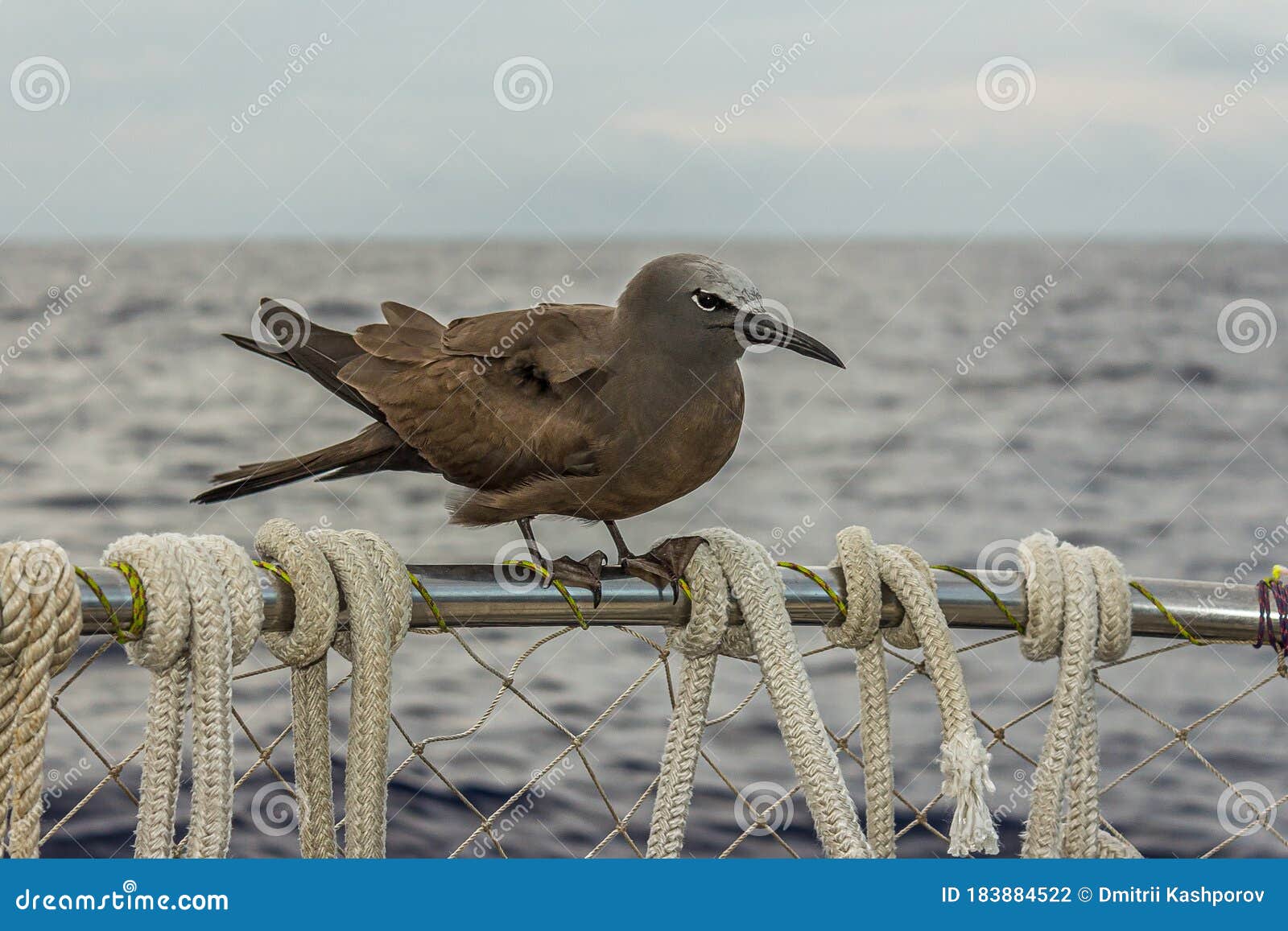 the brown or common noddy anous stolidus aboard a yacht in the middle of the pacific ocean, 300 miles from the tuamotu