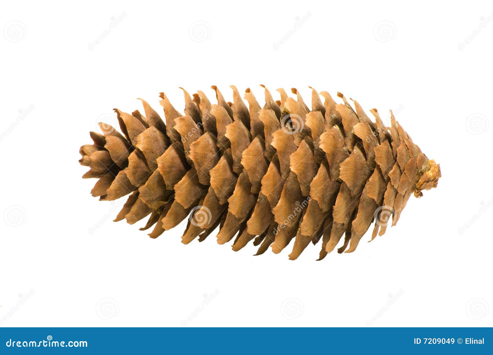 Brown cone stock image. Image of horizontal, nature, plant 7209049