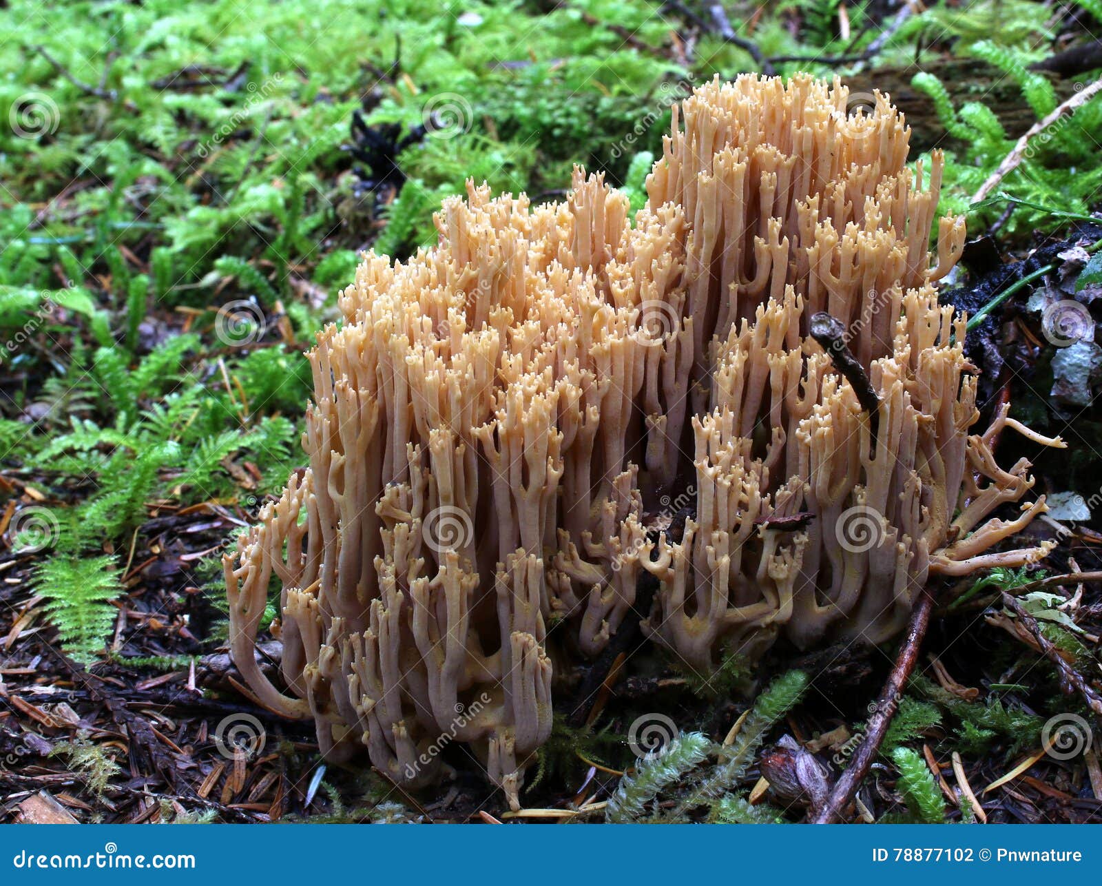 Brown Coral Mushroom stock photo. Image of moss, wild 78877102