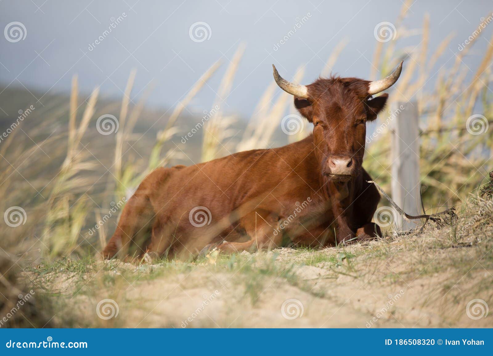 a brown corriente cattle breed with two horns sitting on a meadow