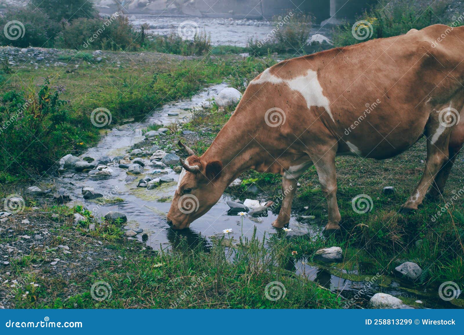 Brown Cow Drinking Water from the Stream. Stock Image Image of